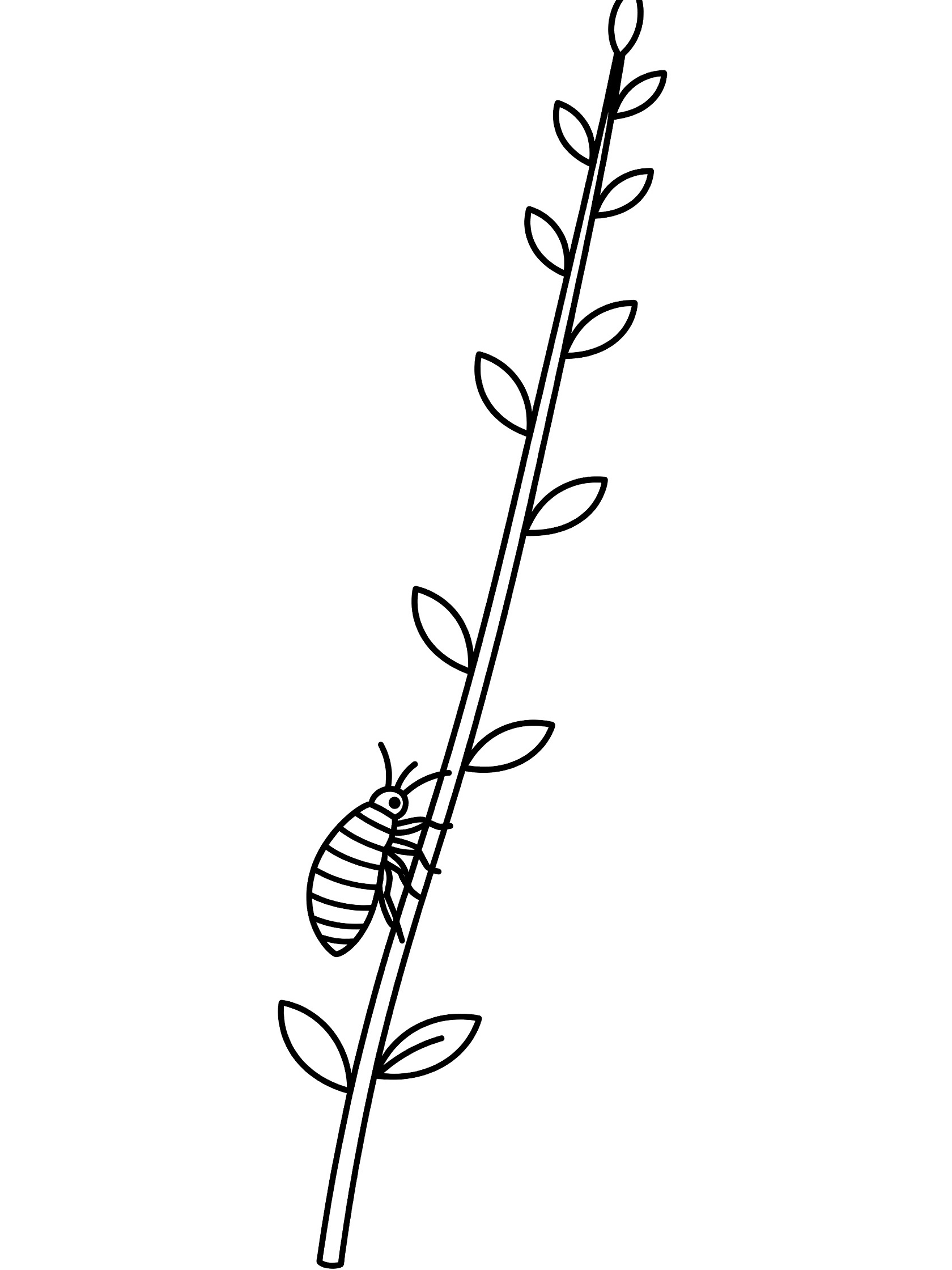 Black and white line drawing of a small aphid insect climbing up a thin plant stem with oval leaves along it