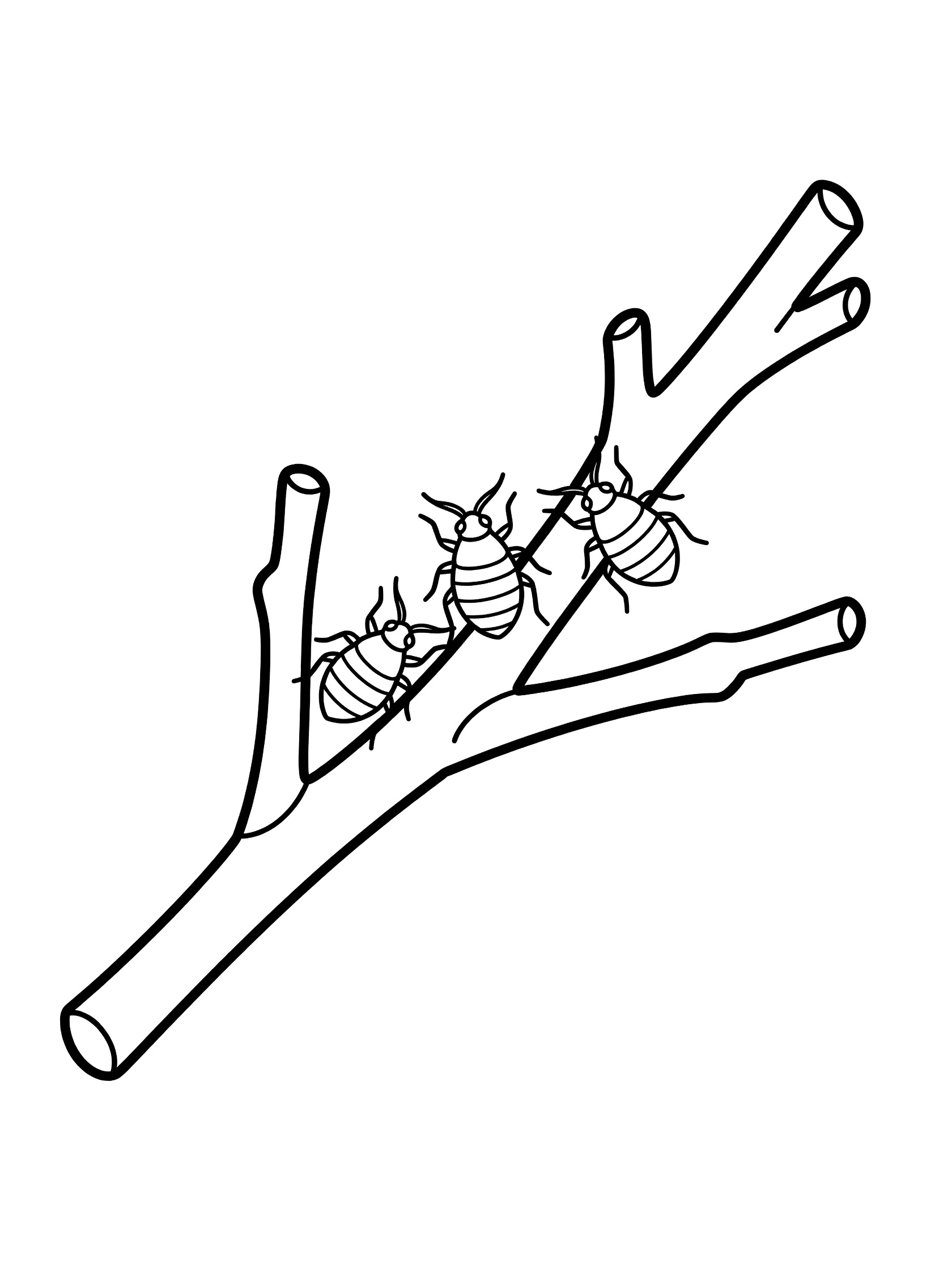 Black and white line art coloring page showing several aphids clustered on a thin woody twig with small branches, clean outlines on white background.