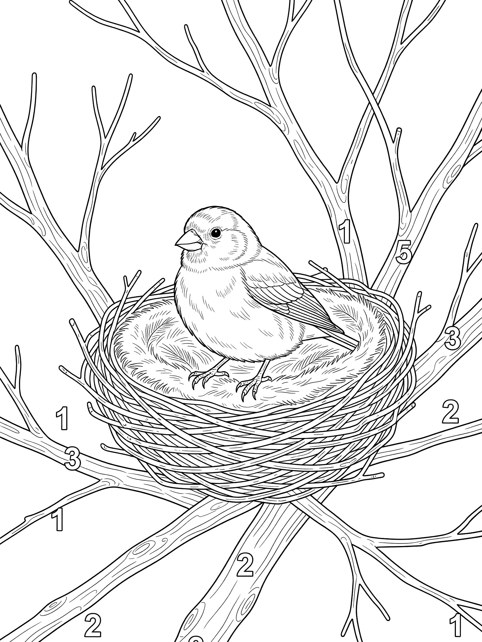 Black and white line art of a baby bird in a woven nest lined with feathers, surrounded by tree branches, with numbers 1 to 5 on twigs. Finch themed black and white printable line art