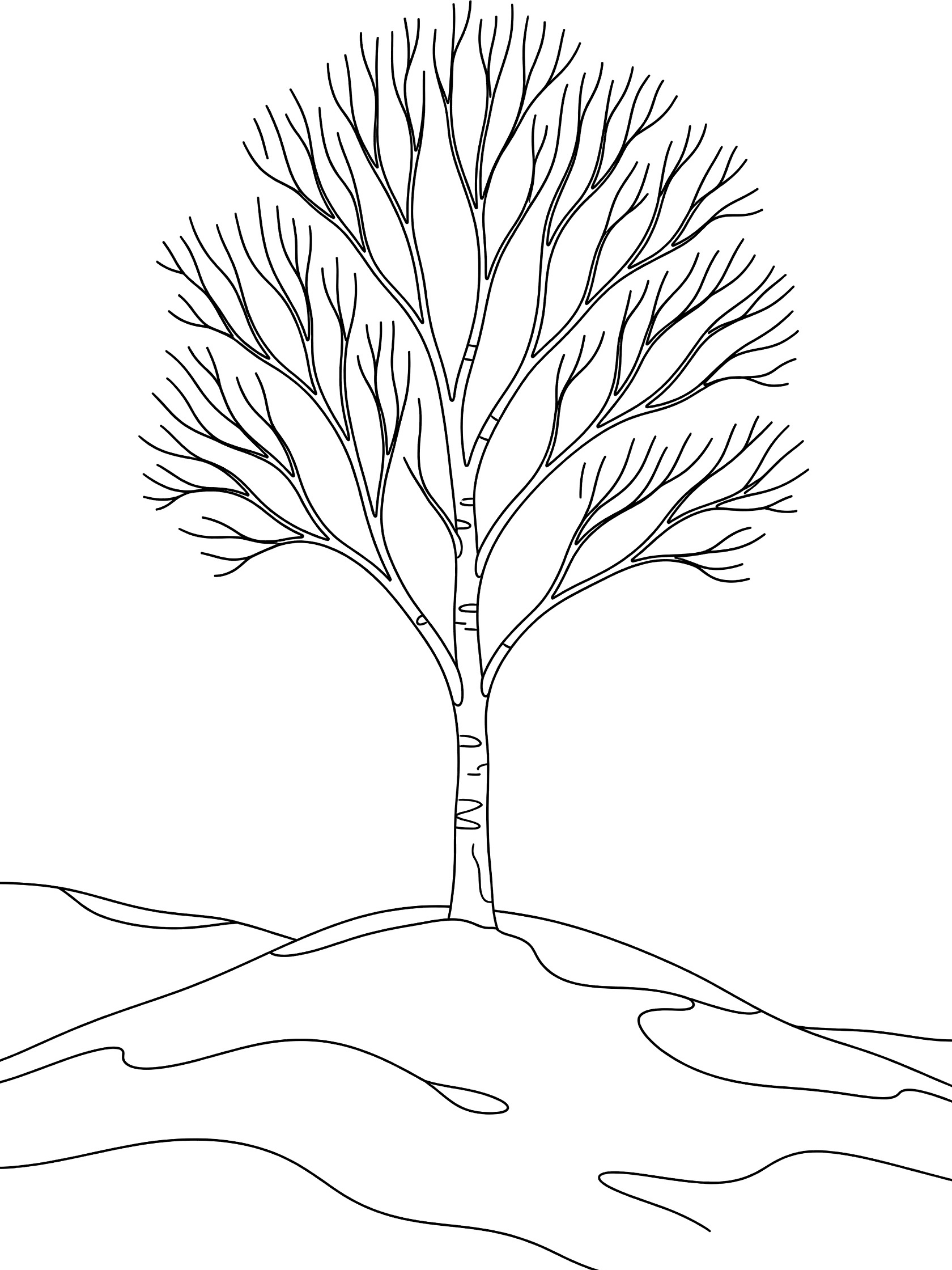 Black and white line drawing of a birch tree with white trunk markings, slim upward branches, on a wavy snowy hill base, pure white background.