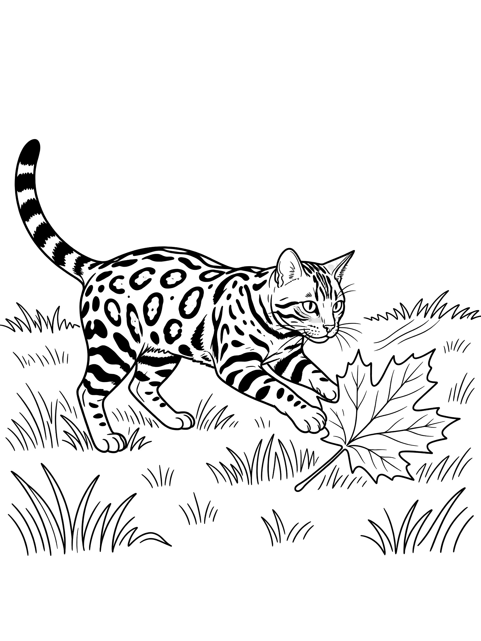 Black and white line art of a Bengal cat with spots crouching and pouncing on a large maple leaf on grassy lawn, printable coloring page