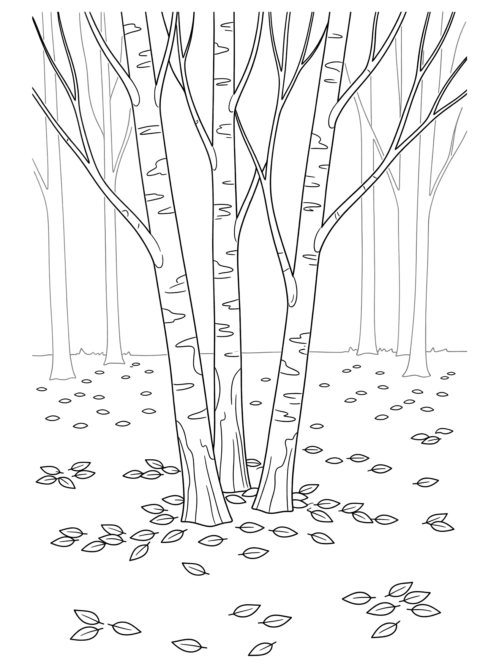 Black and white line art coloring page showing three clustered birch trees with thin white trunks, branching limbs, and scattered leaves in a clearing.