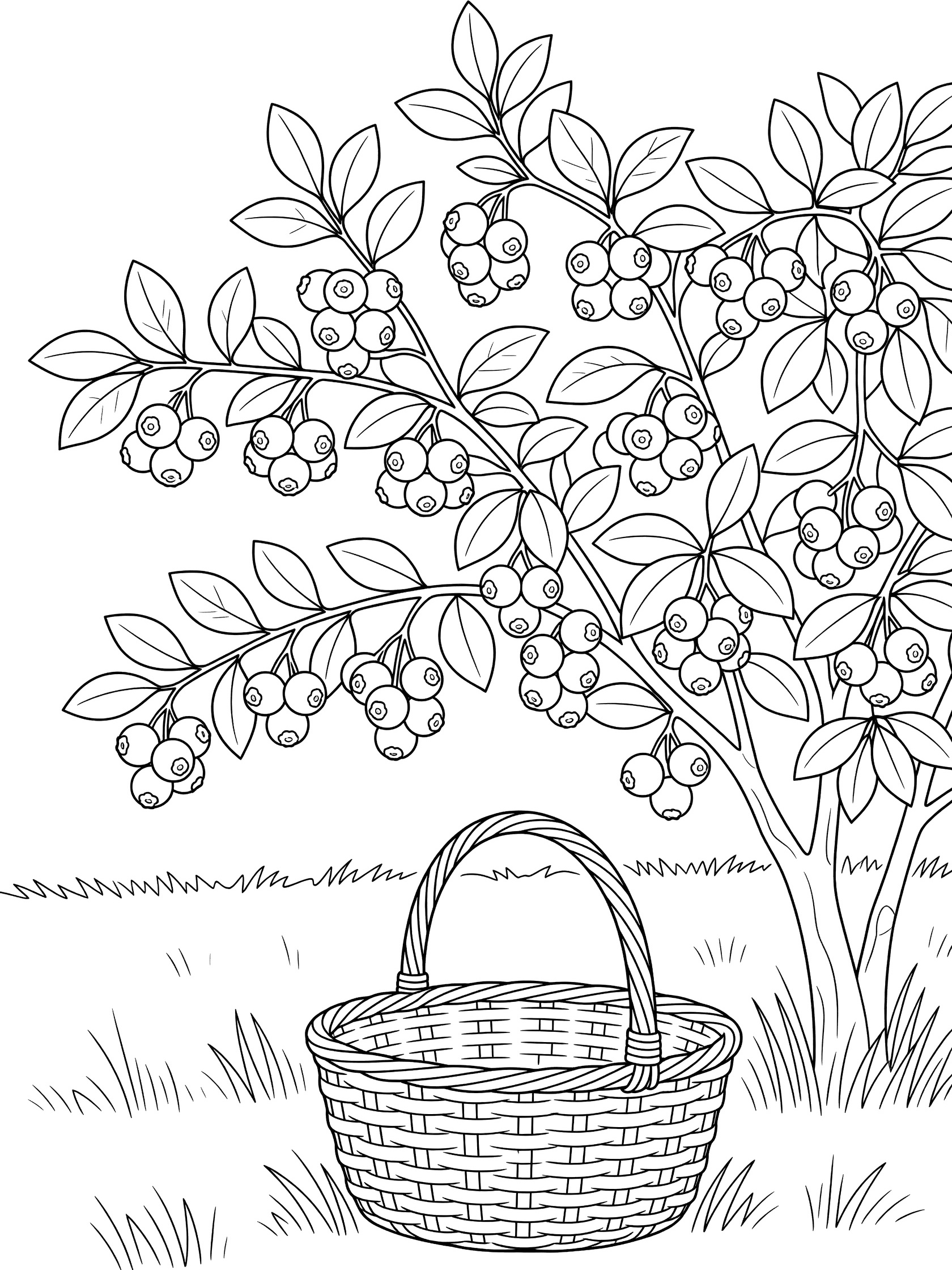 Printable coloring page of blueberry bush with clusters of round blueberries on green stems and leaves, empty woven basket on grass in garden setting