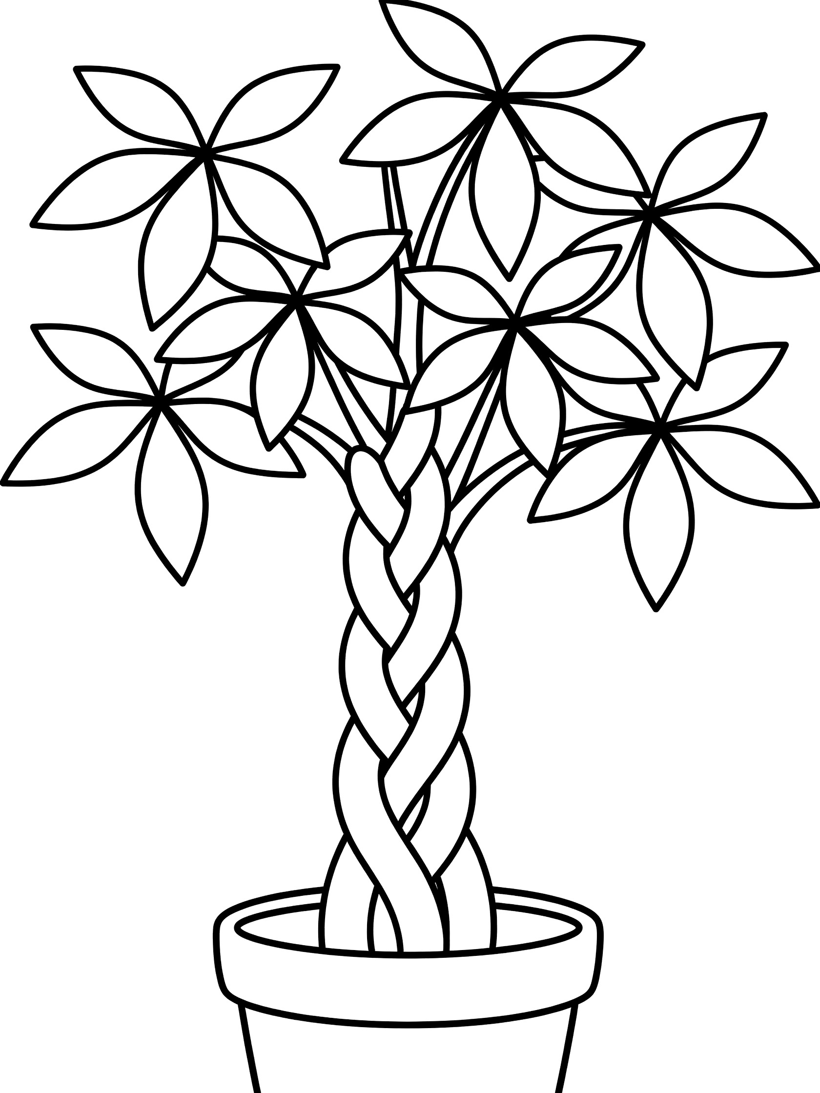 Black and white line art coloring page showing a potted plant with braided trunk and clusters of five-pointed leaves. Money Tree themed black and white printable line art