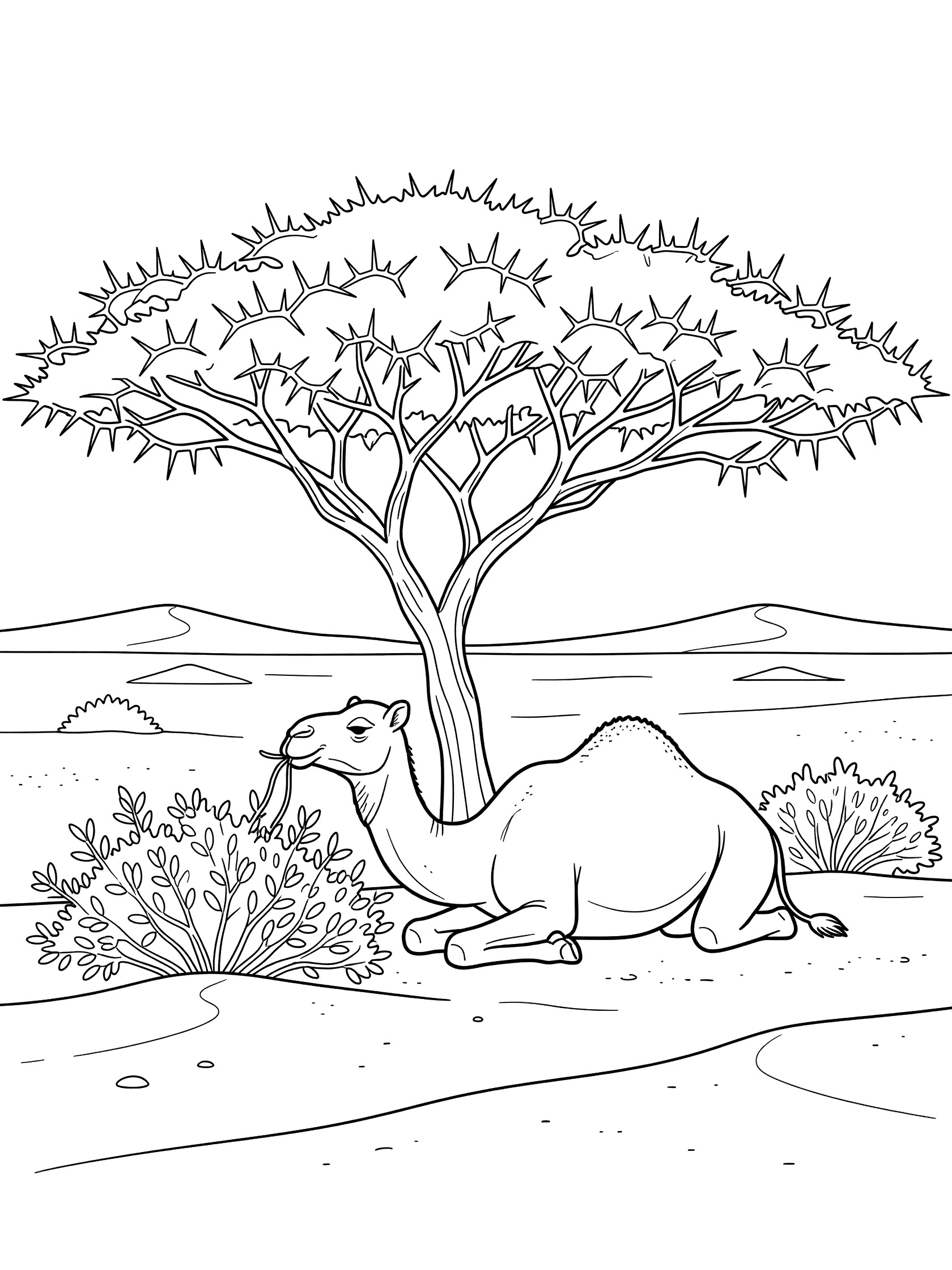 Line art coloring page showing a camel lying down chewing bushes under a flat-topped acacia tree in the open Sahara Desert with dunes in the background.