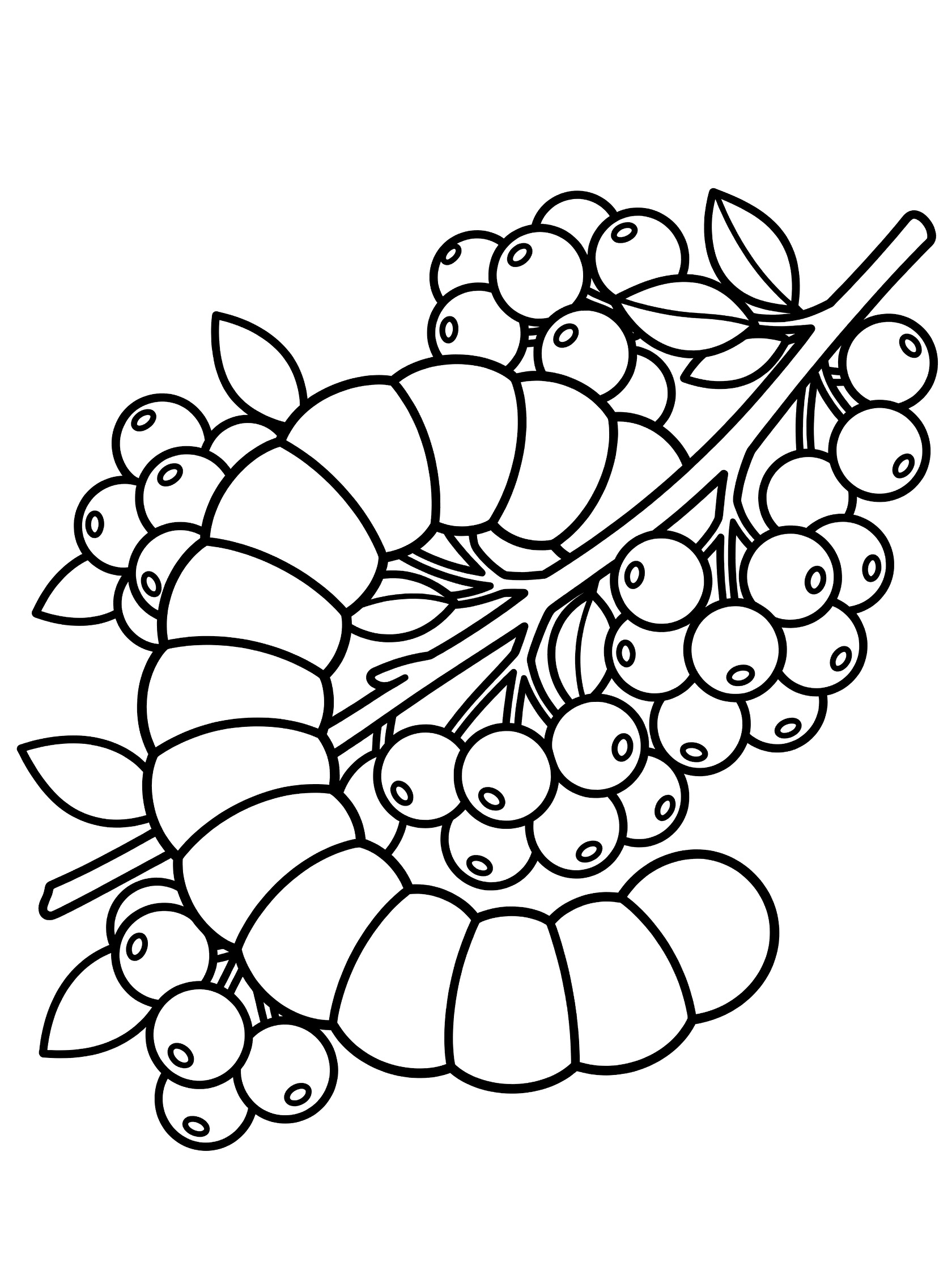 Black and white line art coloring page showing multiple caterpillars curled around a twig with clusters of berries and leaves.