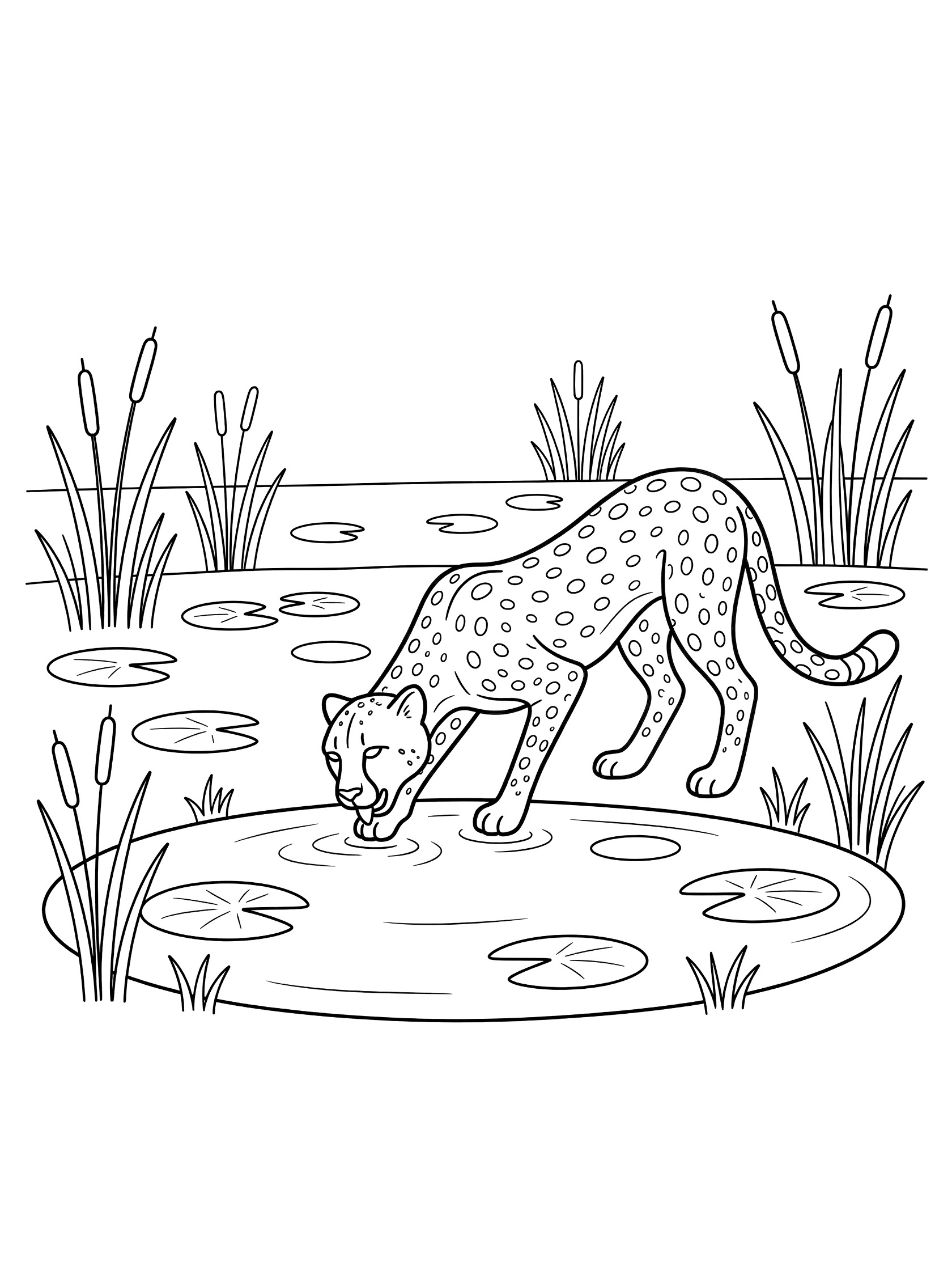 Black and white line art coloring page showing a cheetah leaning down to drink from a pond surrounded by lily pads and tall reeds.