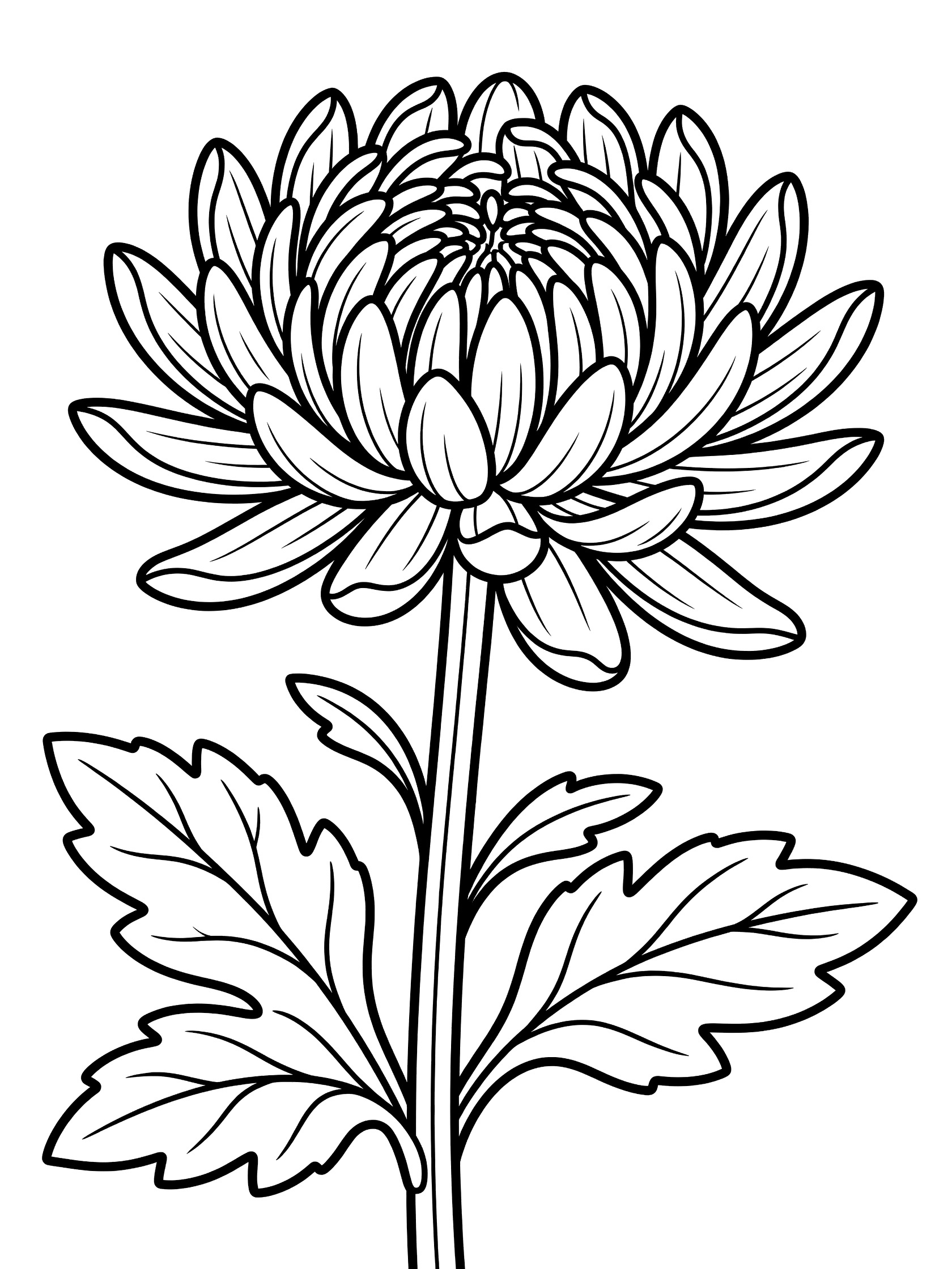 Black and white line drawing of a chrysanthemum flower with layered petals opening, long stem, and detailed serrated leaves for coloring.