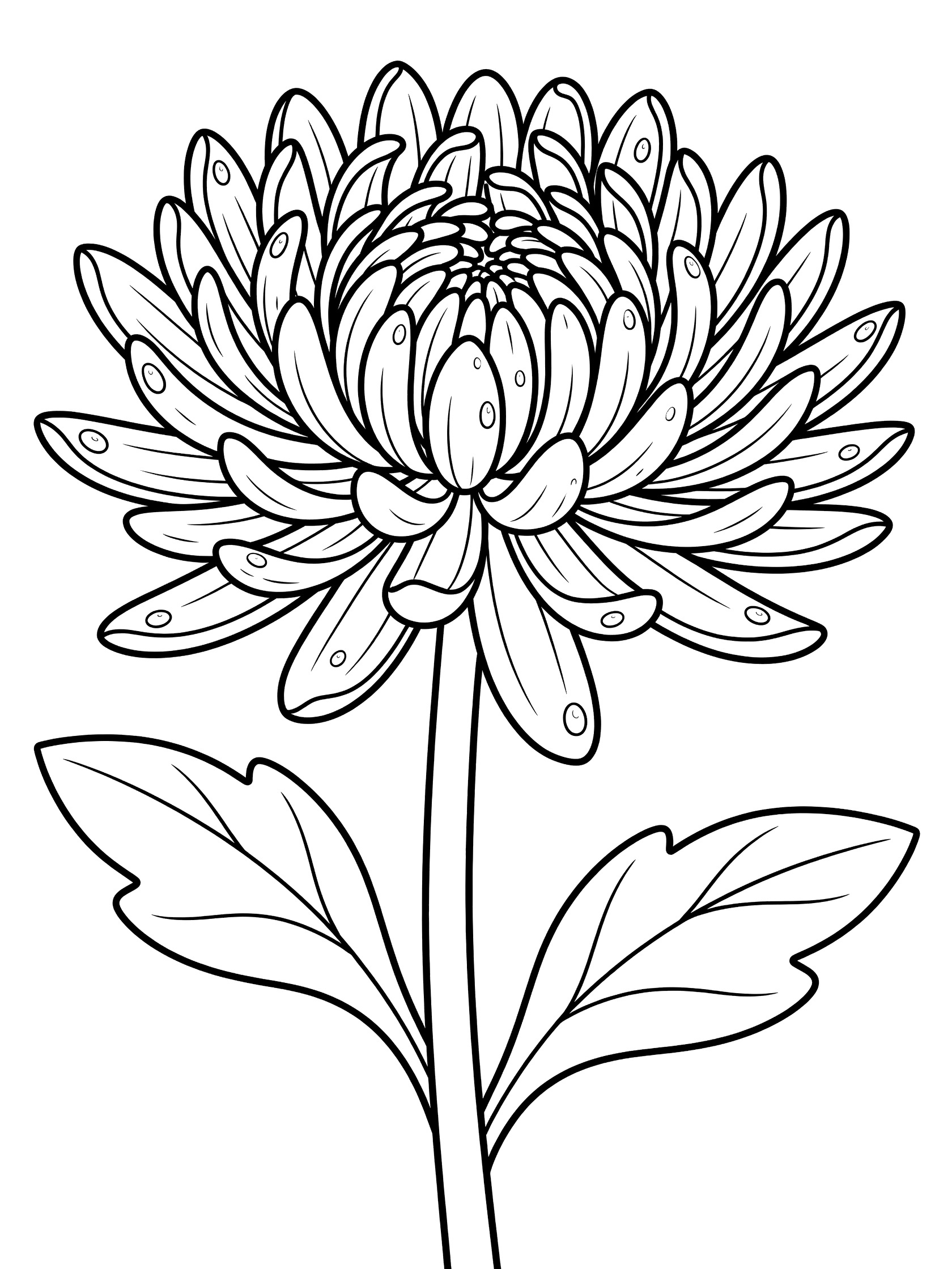 Black and white line art of a chrysanthemum flower with many layered petals, straight stem, and two broad leaves at the base, coloring book style.