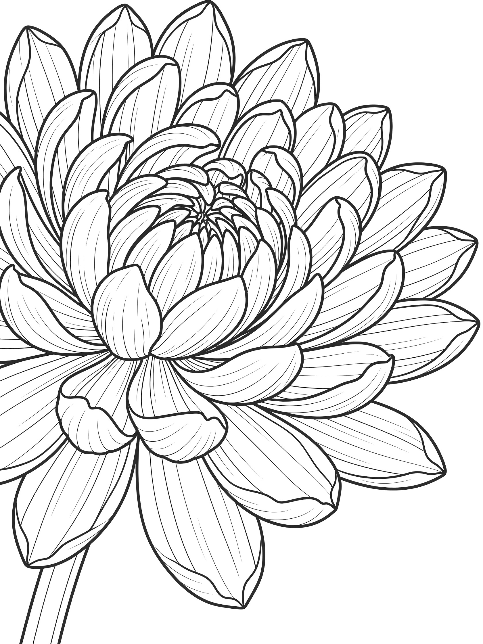 Black and white line art of a chrysanthemum flower close-up with many layered petals and a thin stem