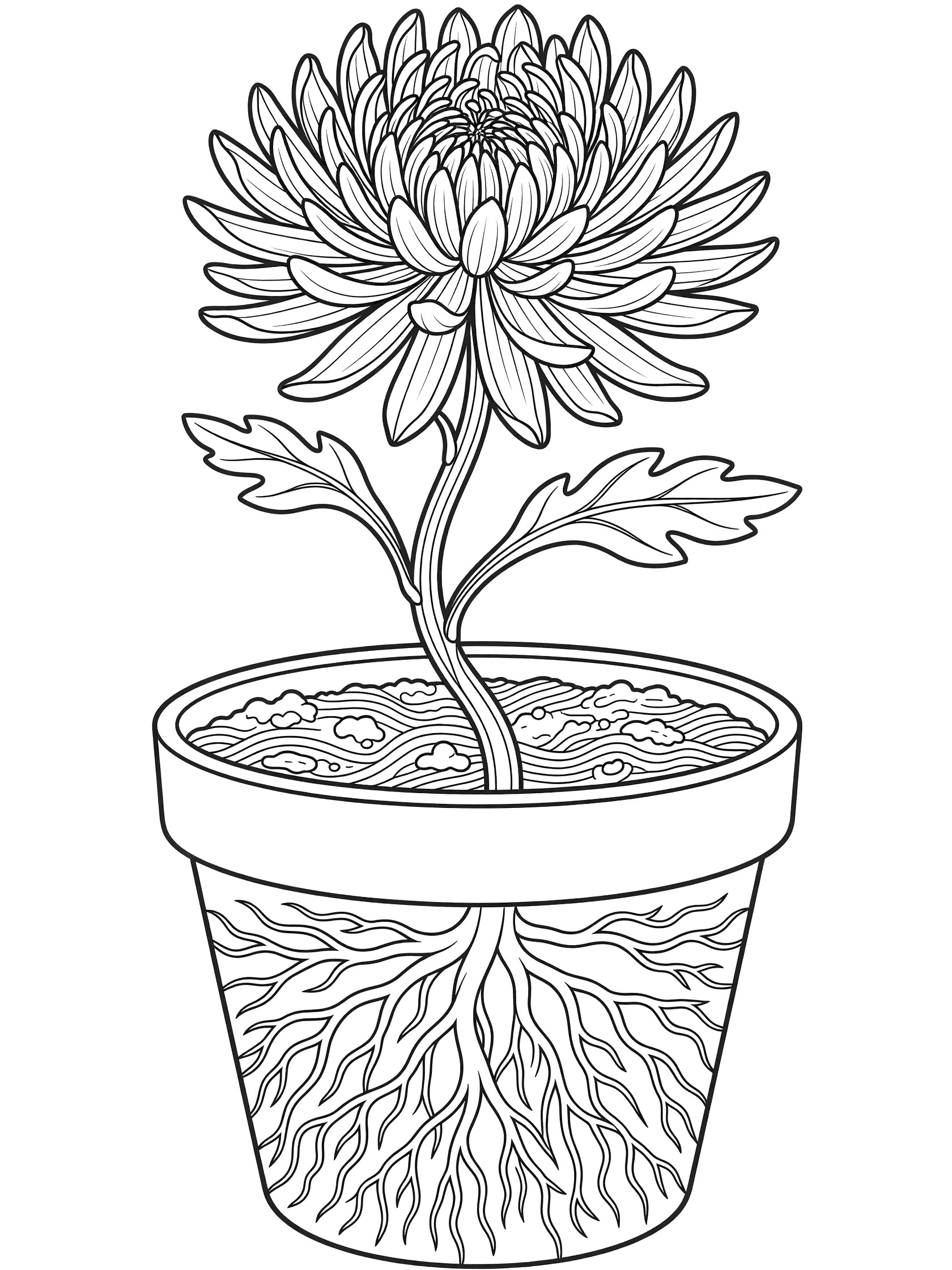 Black and white coloring page of a potted chrysanthemum flower with detailed petals, stem, leaves, soil, and roots in a round pot.
