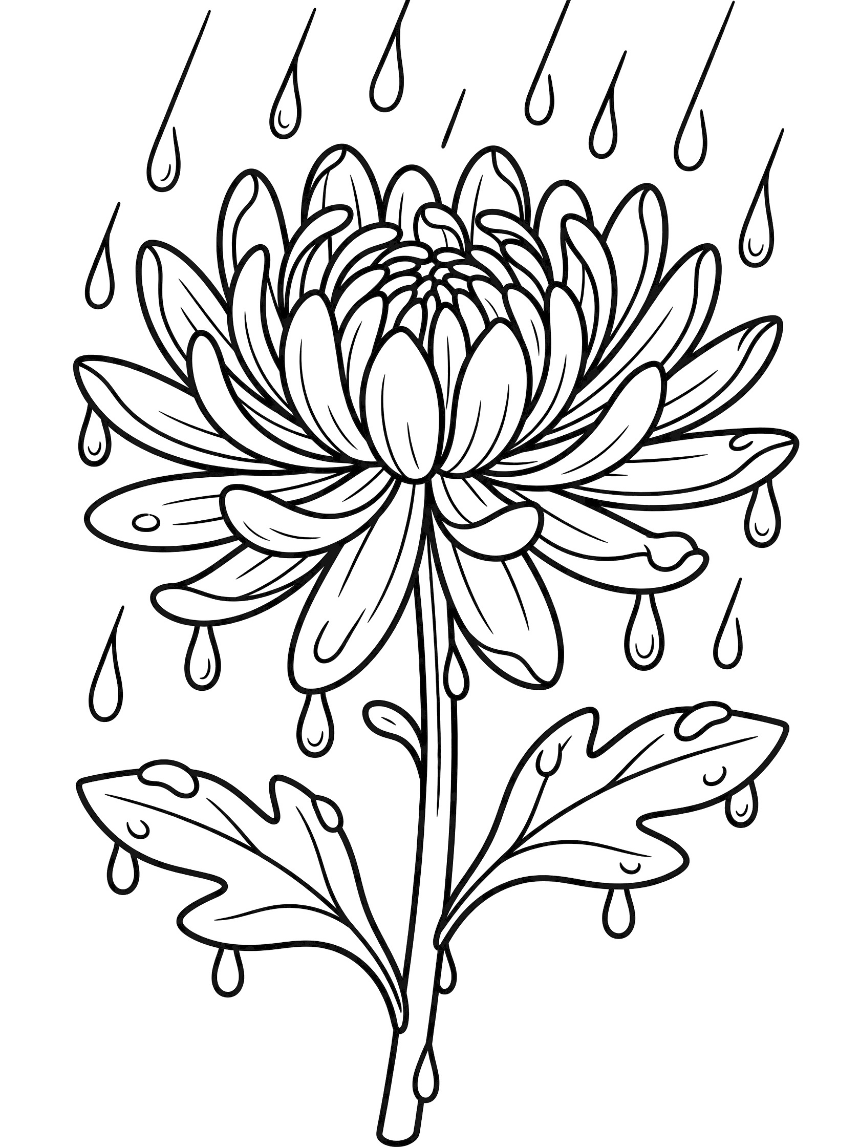 Black and white coloring page of a chrysanthemum flower with raindrops falling on petals, stem, and drooping leaves
