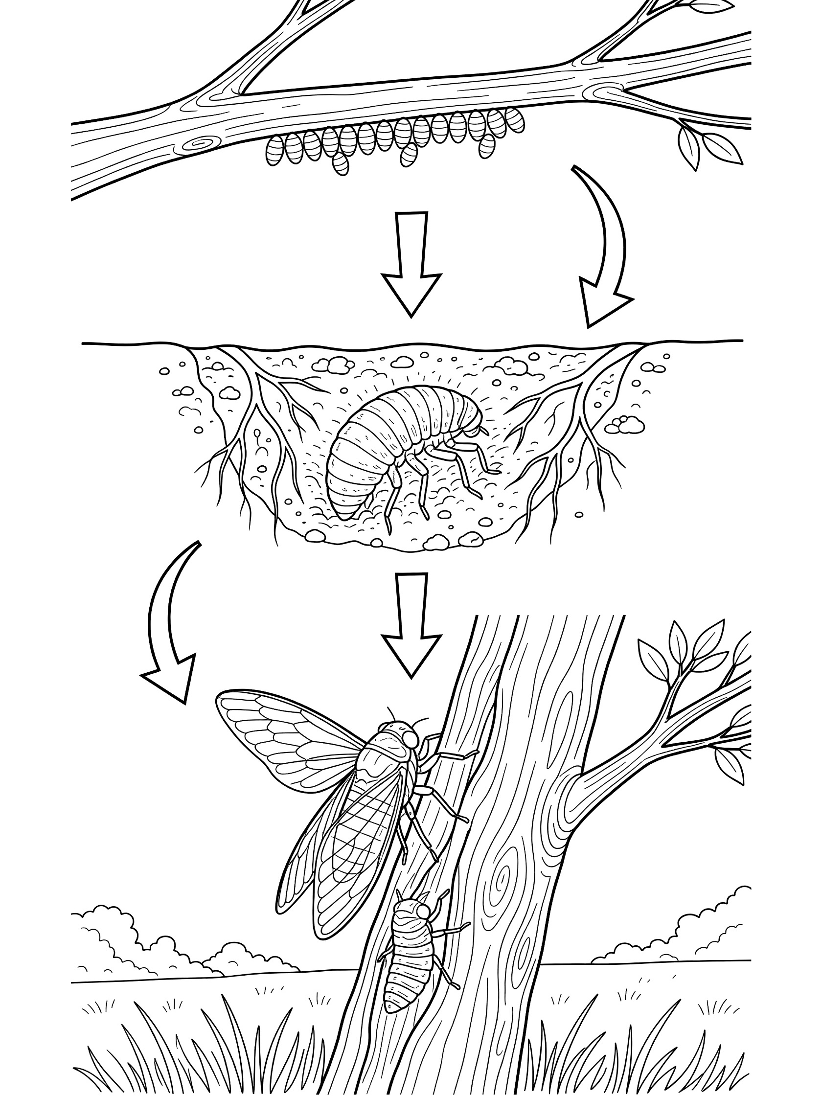 Black and white line art coloring page of cicada life cycle with eggs on a branch, nymph in underground dirt, and adult cicada climbing a tree trunk, connected by arrows.