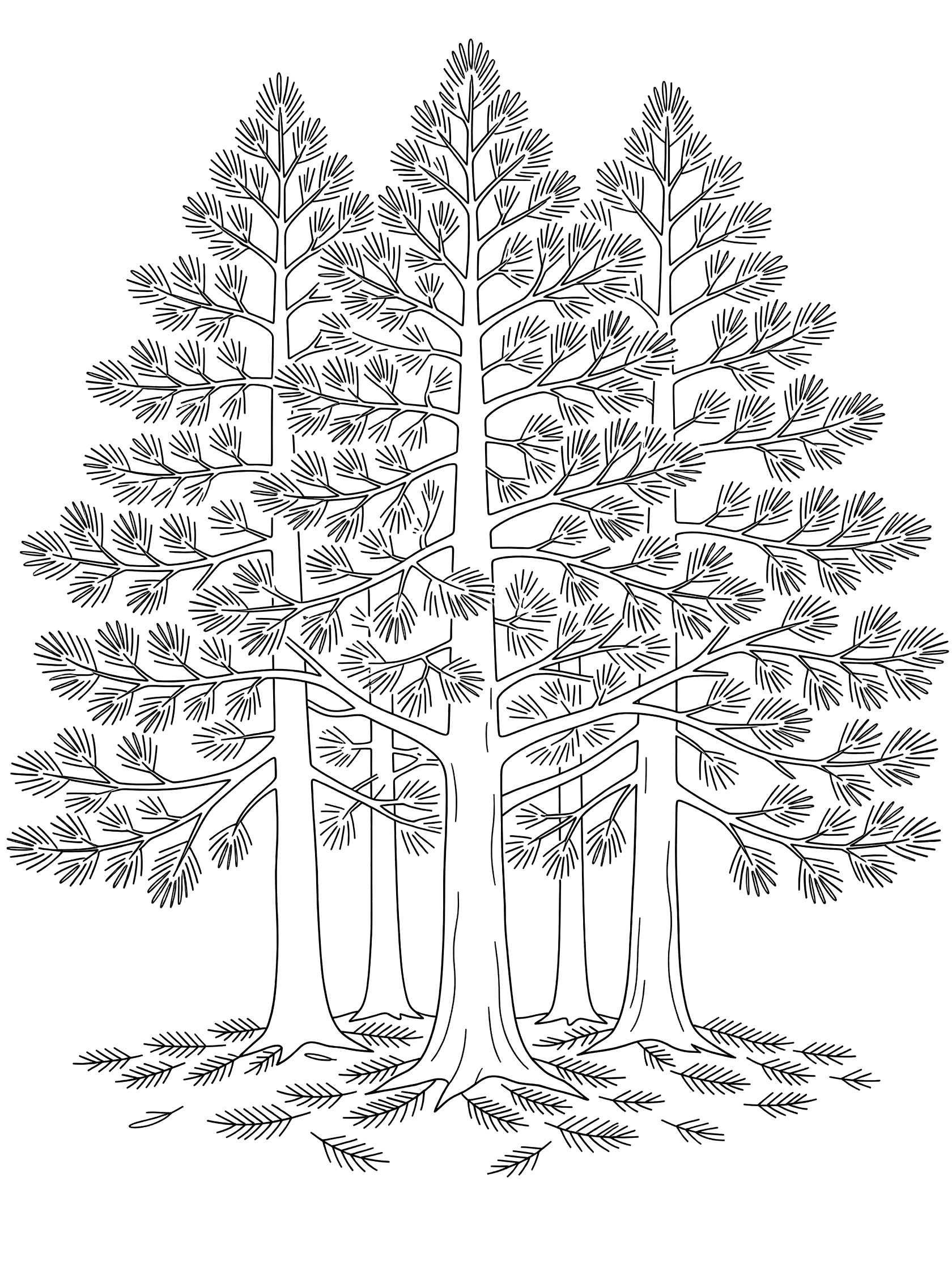 Black and white line art coloring page showing five tall pine trees in a grove with overlapping branches, needle clusters, and scattered fallen needles around the trunks. Cedar Tree themed black and white printable line art