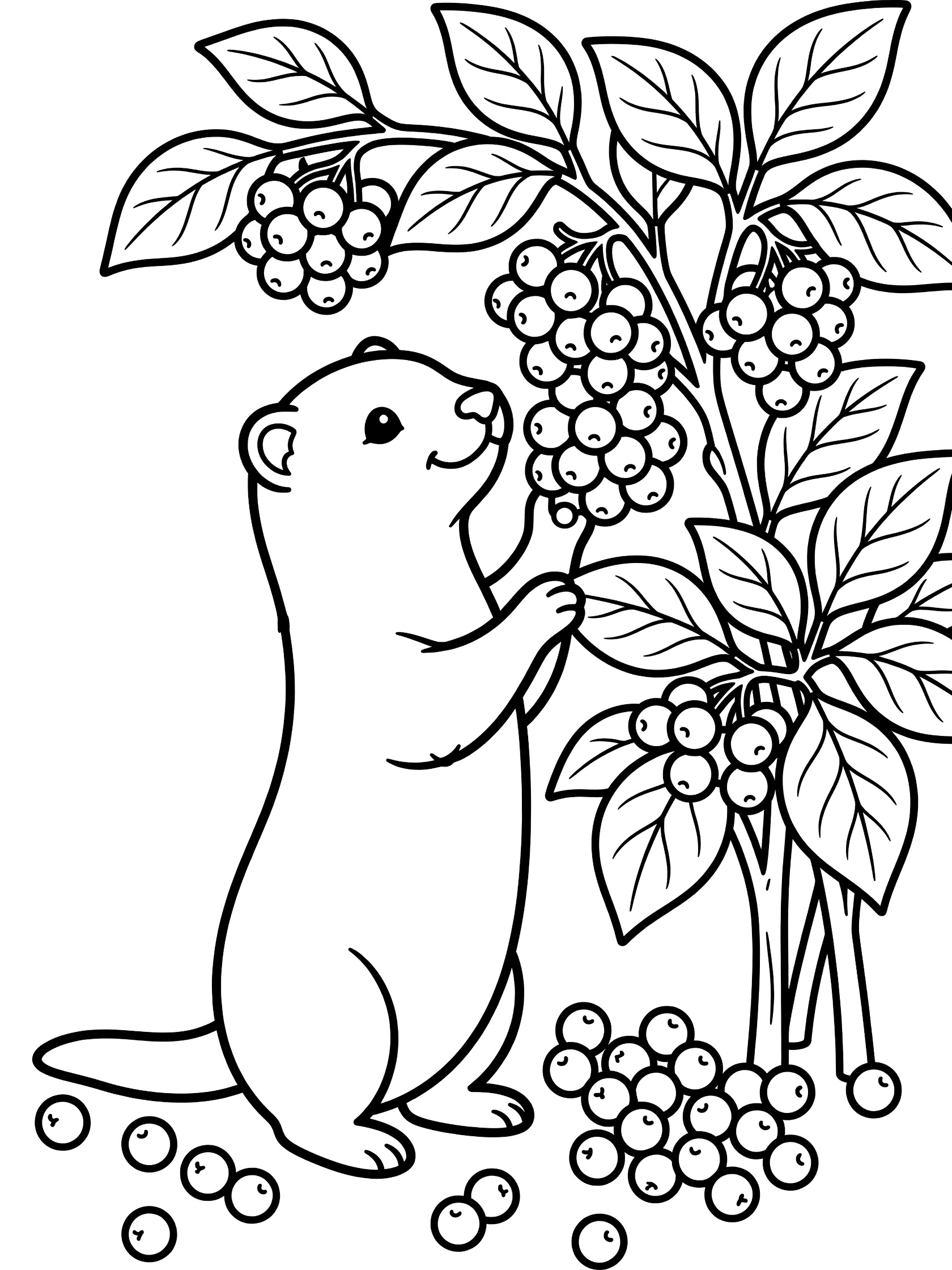 Black and white line art coloring page showing a cute chubby weasel on hind legs reaching for berry clusters on a bush with big leaves and berries on the ground.