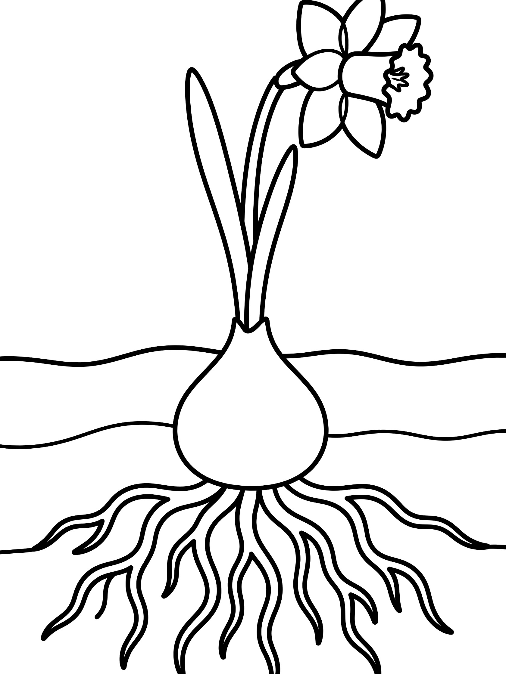 Printable coloring page showing a daffodil flower bud on a stem with one leaf, bulb in soil, and roots below, in clean black line art.