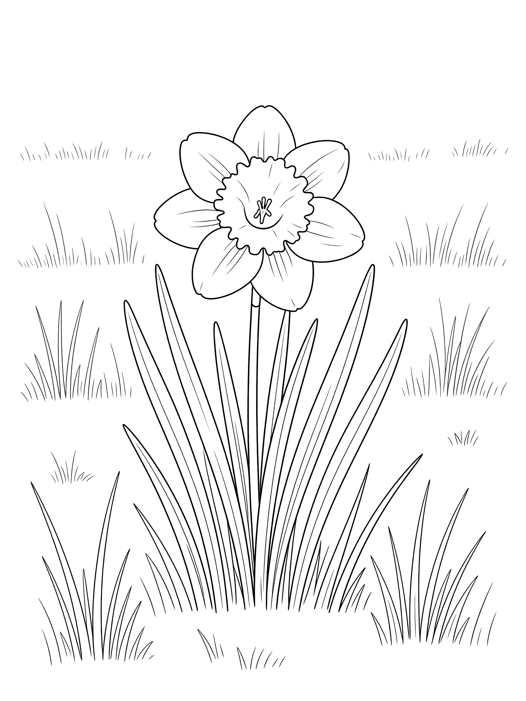 Black and white line drawing of a daffodil flower blooming in tall grass, with trumpet center and surrounding grass stems on white background.
