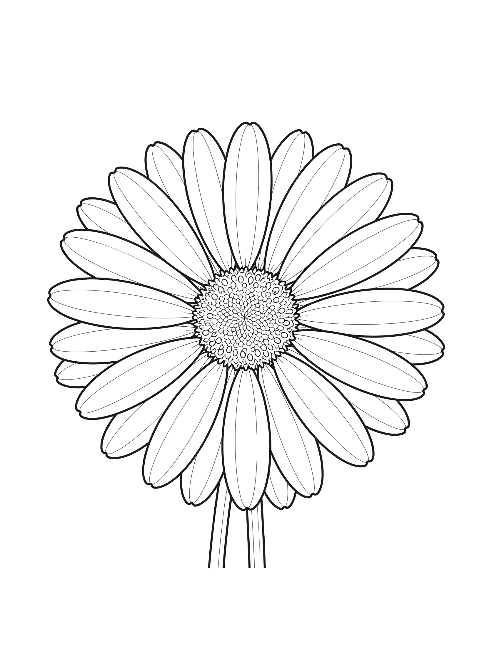 Black and white line art of a daisy flower from top view with many radiating petals around a textured center and thin stem below, on white background.