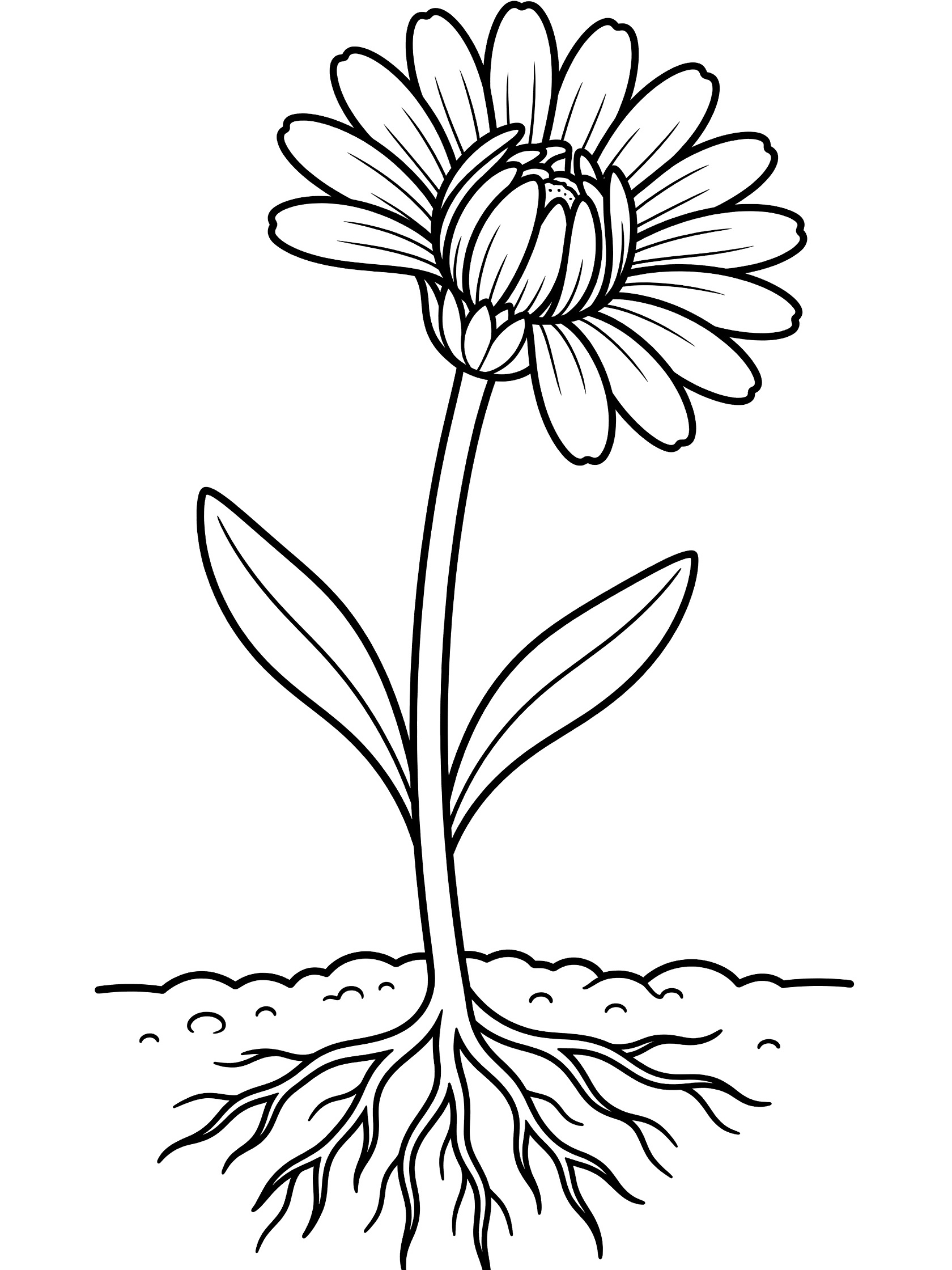Black and white line art coloring page showing a daisy flower bud opening on a stem with leaves, emerging from soil with visible roots.