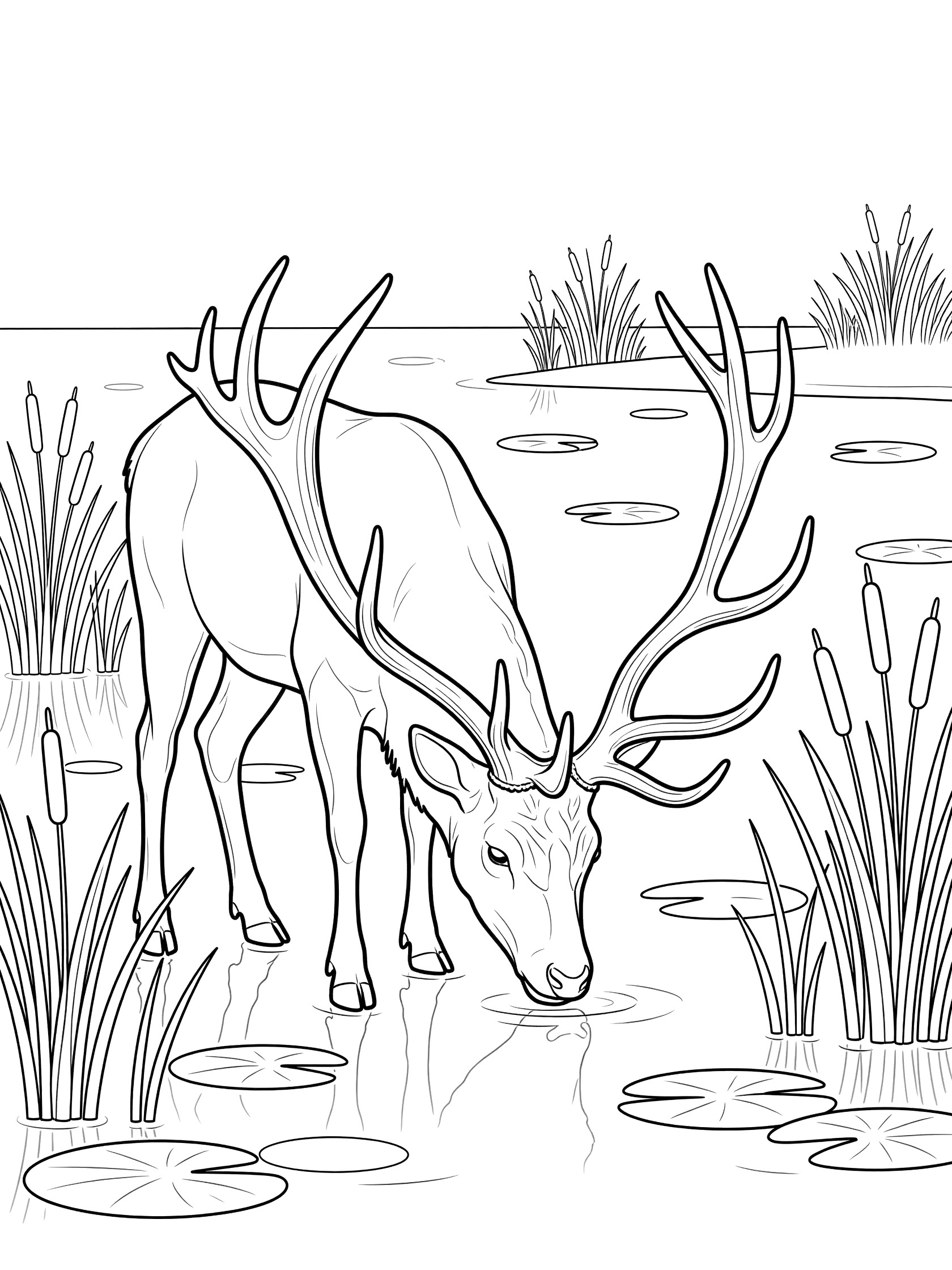 Line art coloring page showing a deer bending to drink at a calm lake with reeds, lily pads, and water reflections. Irish Elk themed black and white printable line art