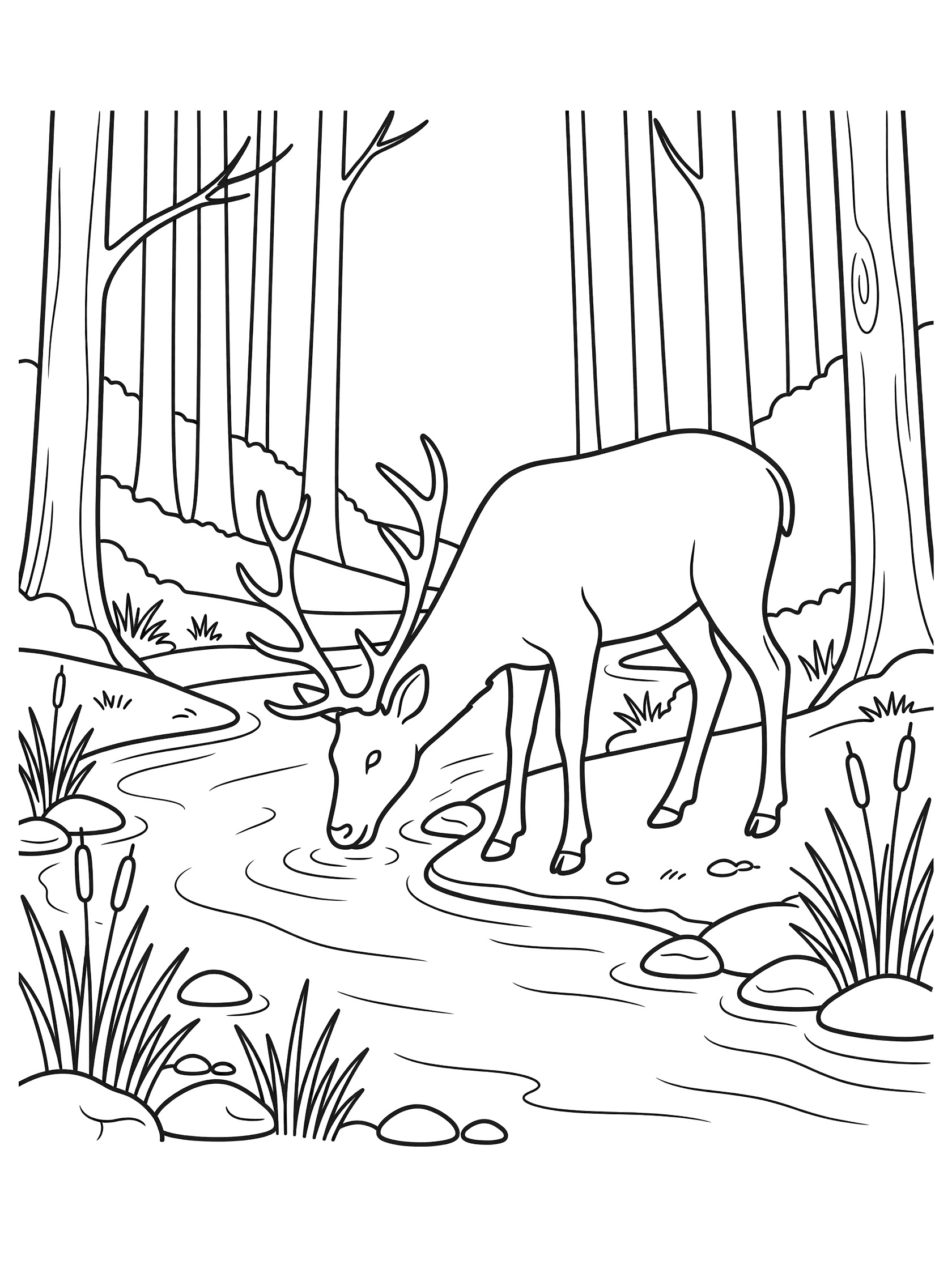 Black and white line art coloring page showing a deer bending to drink from a winding stream surrounded by forest trees, grass, reeds, and pebbles. Elk themed black and white printable line art