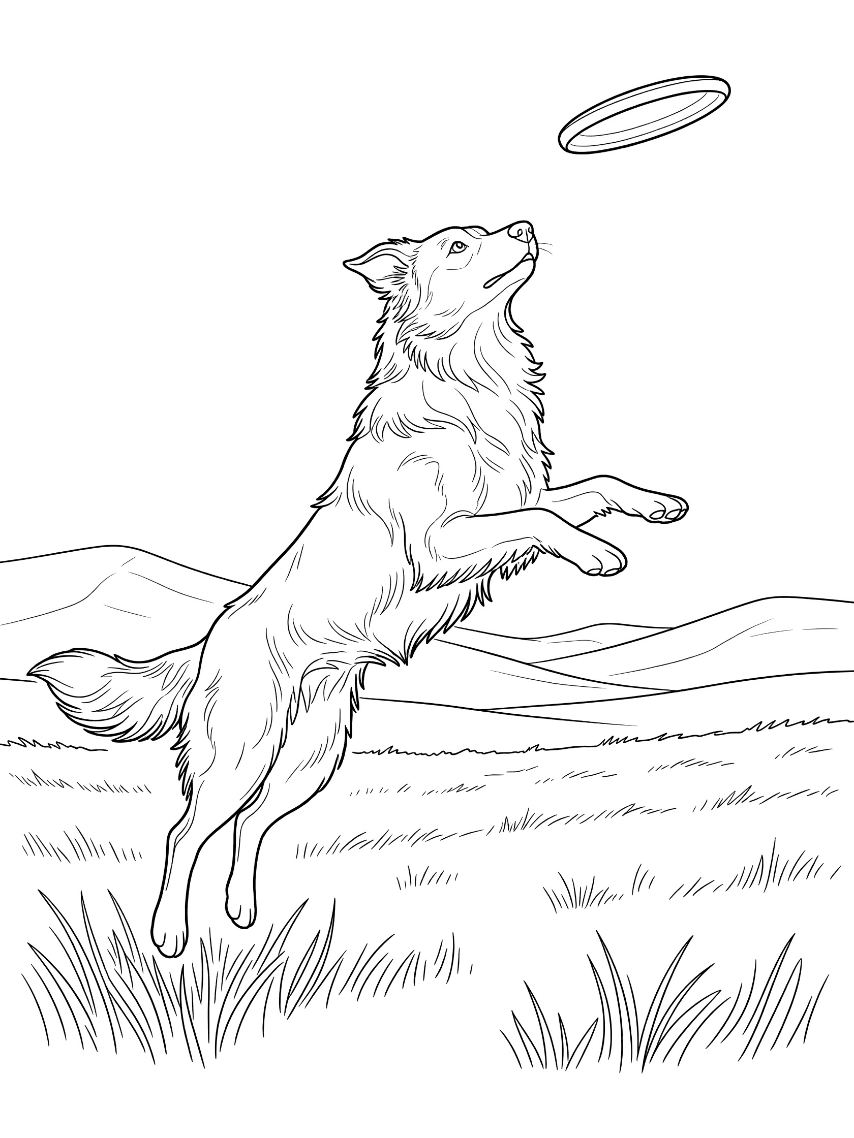 Black and white line art coloring page showing a fluffy dog jumping in the air with mouth open to catch a round frisbee, above a grassy field with distant hills. Border Collie themed black and white printable line art