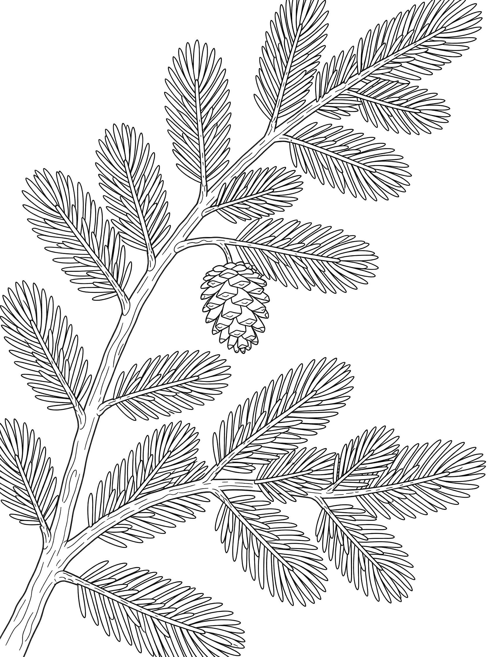 Black and white line art of a fir tree branch with clusters of needles and a pine cone hanging from it.