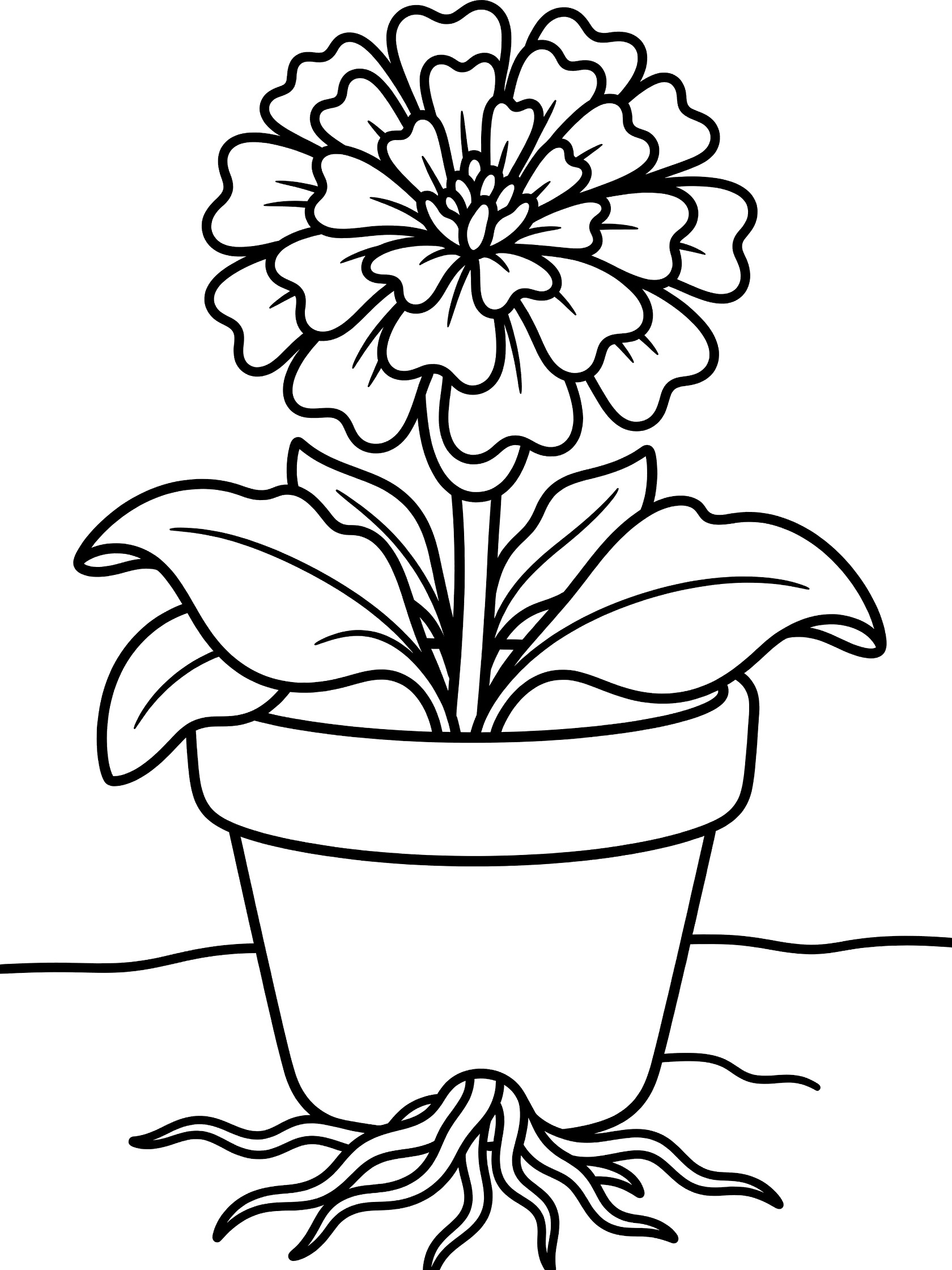 Black and white line art coloring page showing a flower with many ruffled petals on a stem with leaves, growing from a pot with visible roots on the ground. Marigold themed black and white printable line art