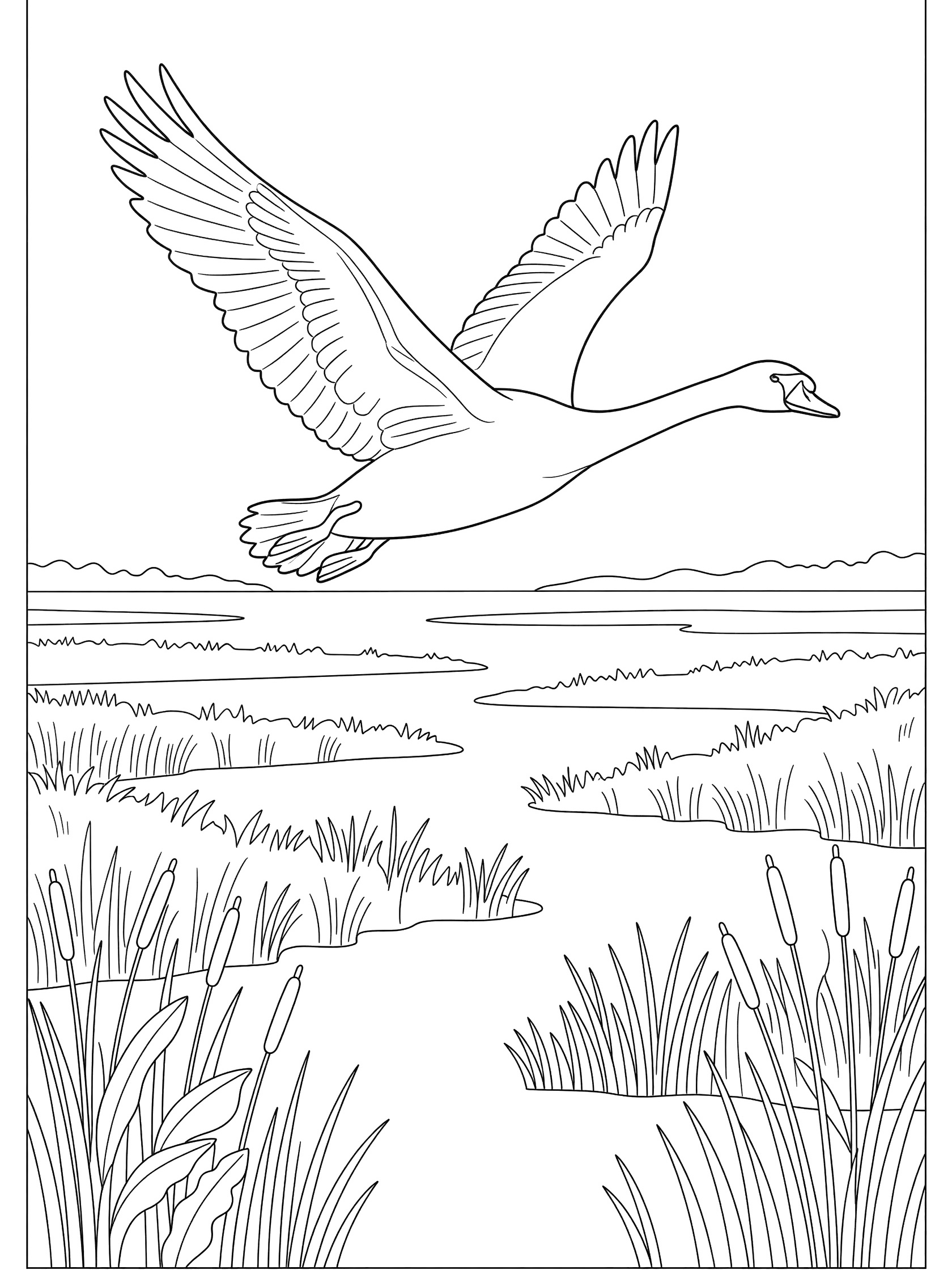 Black and white coloring page of a swan flying with wings spread over tall reeds and water in a marsh
