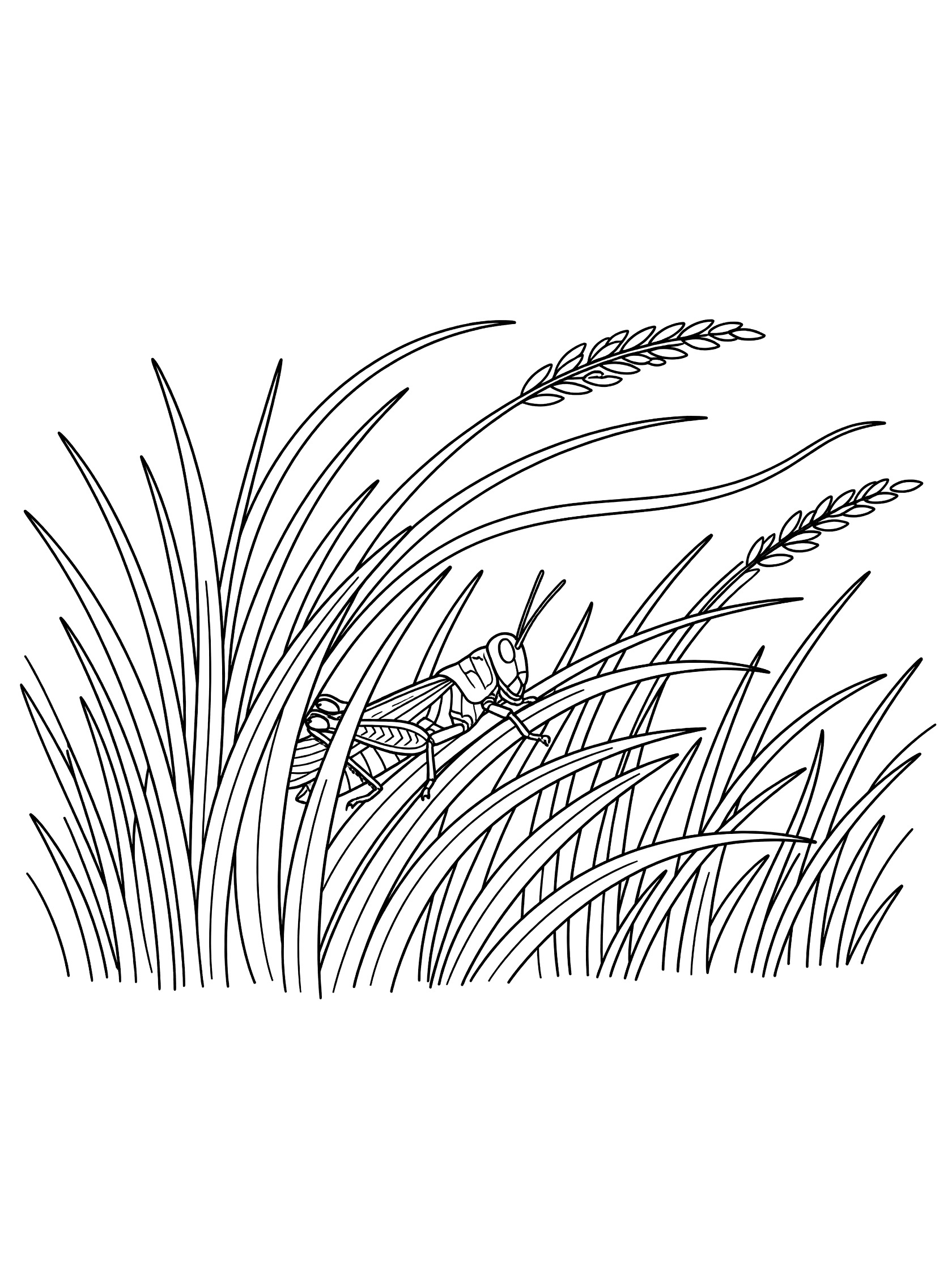 Black and white line art coloring page showing a grasshopper hiding and peeking out from layers of tall wavy grass in a field