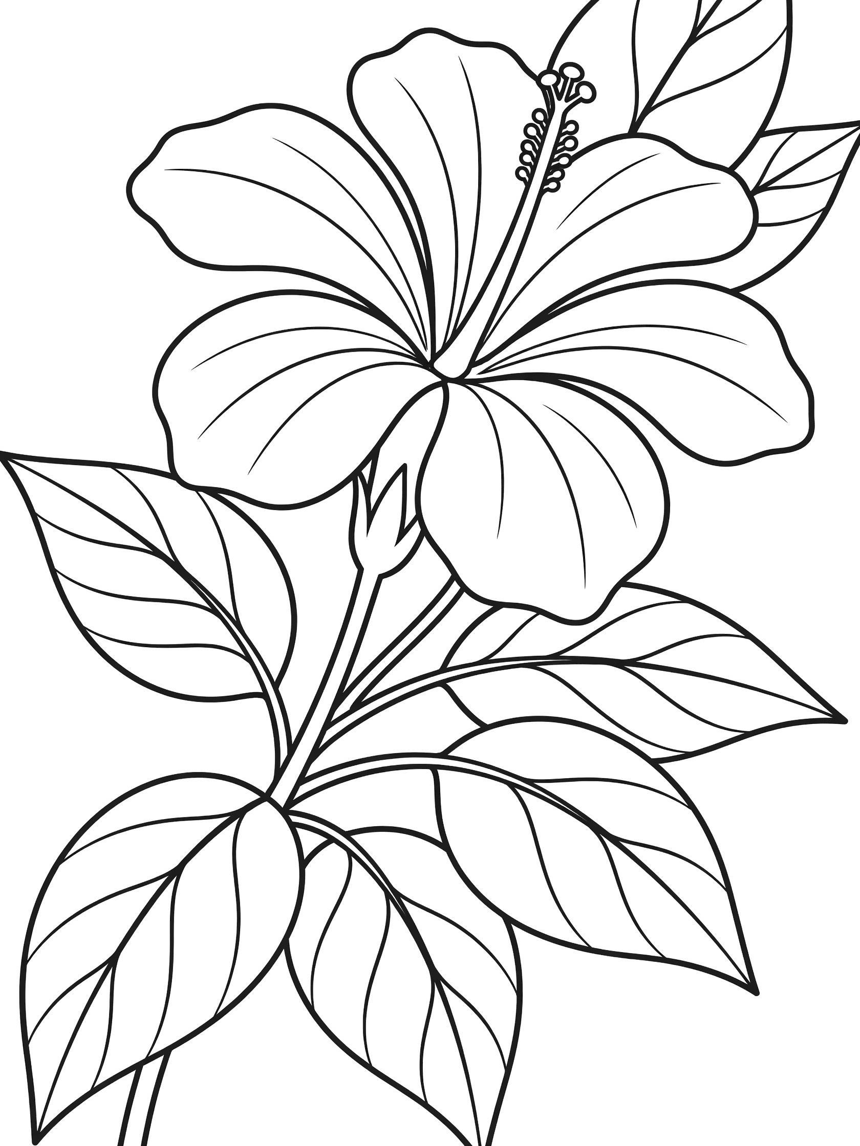 Black and white line drawing of a hibiscus flower with unfurled petals on a curving stem surrounded by broad leaves, coloring book style.