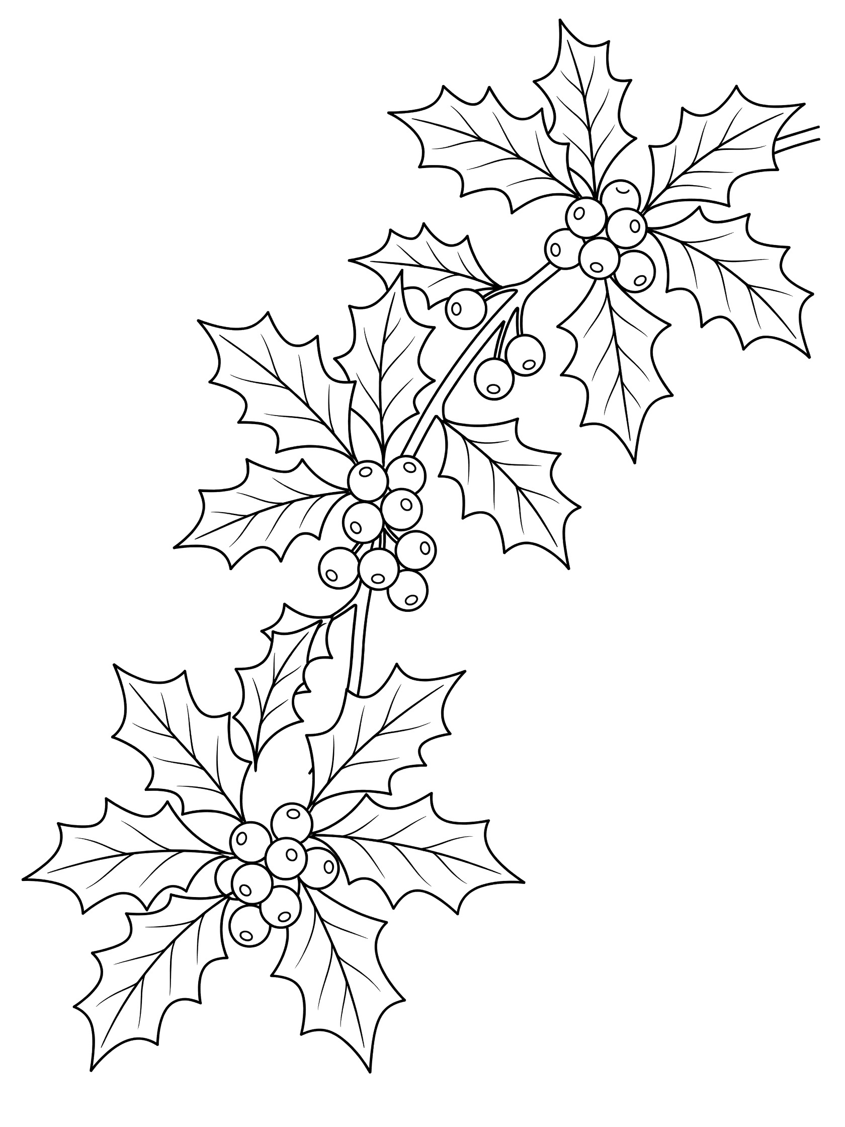 Black and white line art coloring page showing a curving holly branch with spiky pointed leaves and clusters of round berries. Holly Leaf themed black and white printable line art
