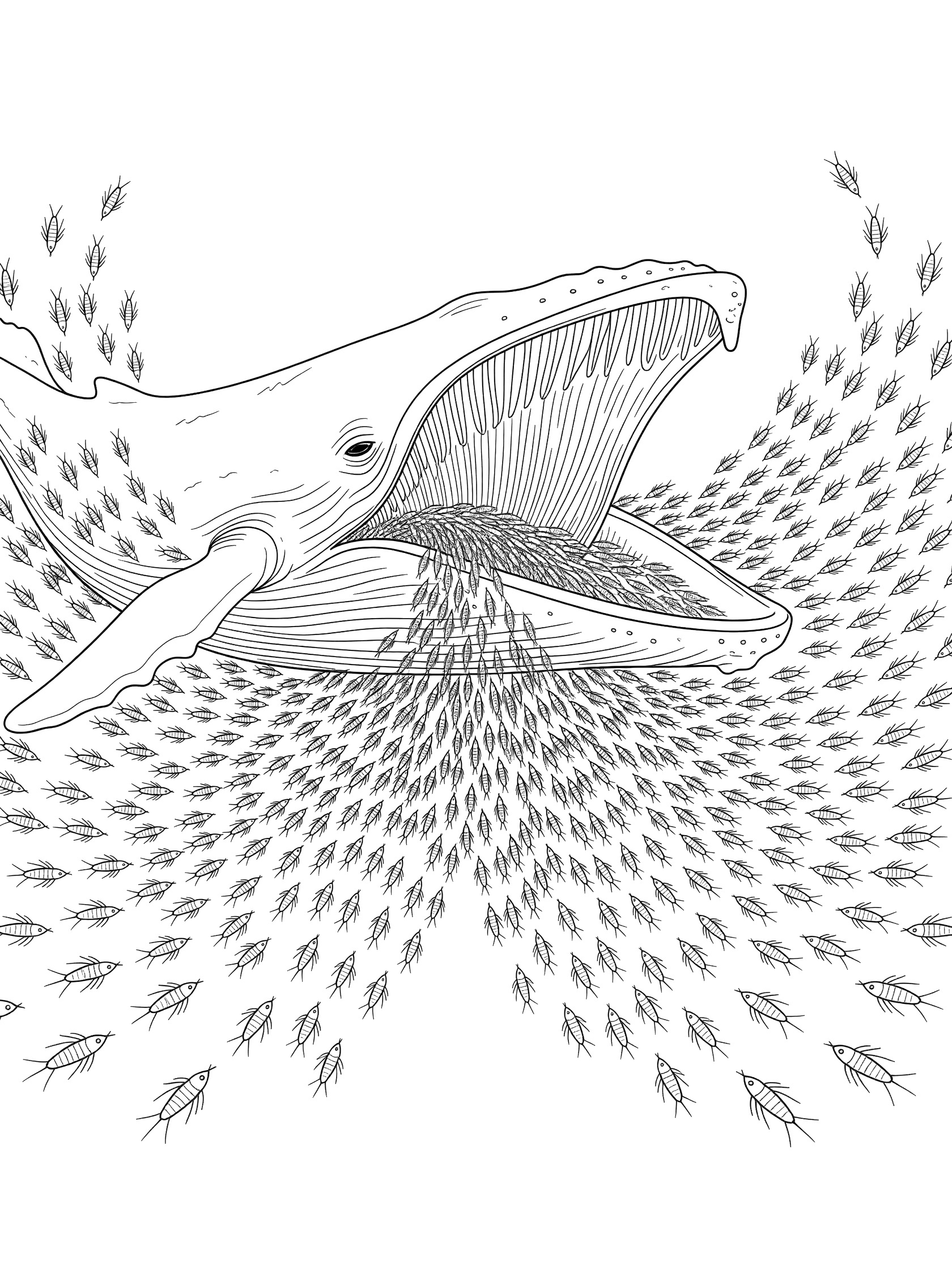 Black and white line drawing of humpback whale engulfing swarm of krill in open mouth, baleen plates visible, coloring book style.
