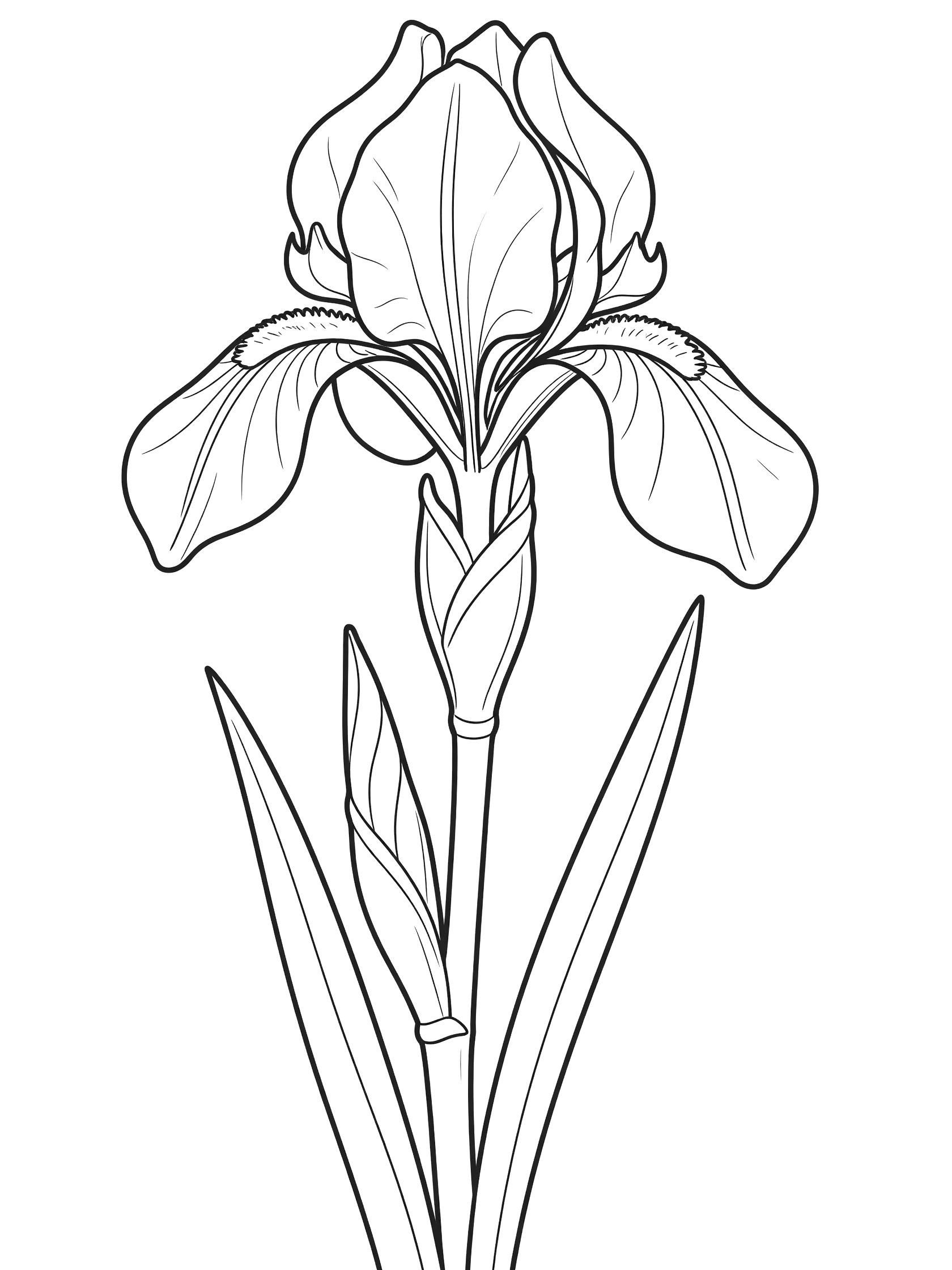 Black and white coloring page of an iris flower bud just starting to open with curved petals, slender stem, and long leaves
