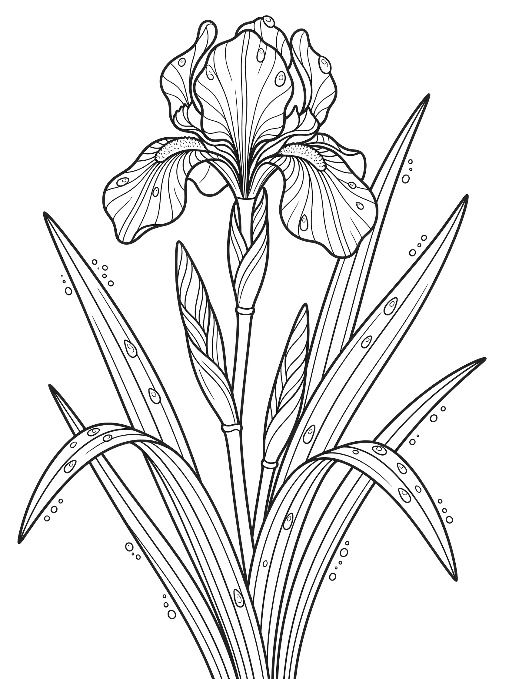 Black and white line drawing of an iris flower with curving stem, long leaves, and round dewdrops on petals and leaves.