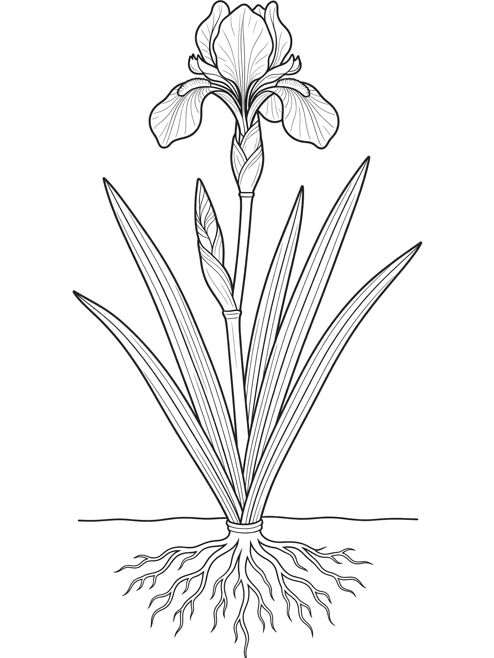 Black and white line drawing of iris flower with petals, stem, long leaves, and roots below ground, coloring page