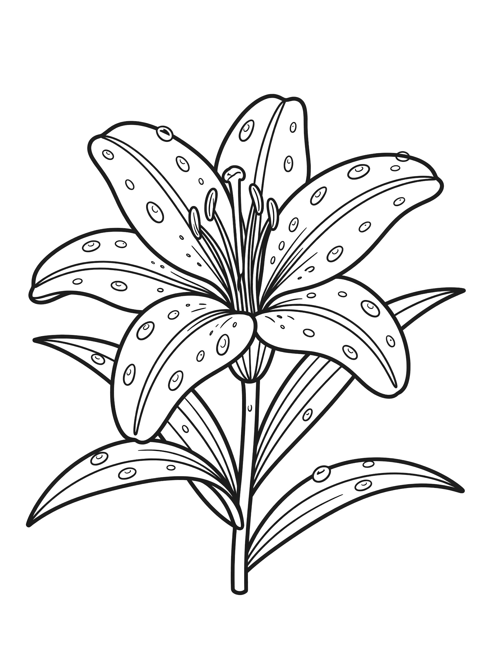 Black and white line drawing of a lily flower with curved petals, detailed center stamen, dew drops on petals and leaves, and long leaves on a stem.