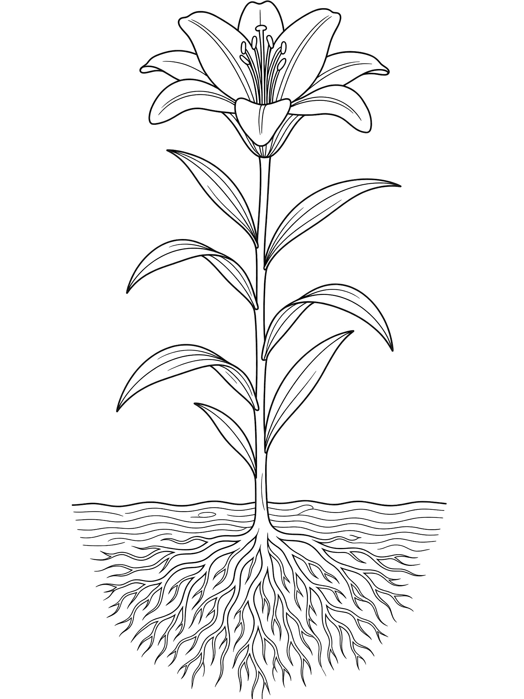 Black and white line art coloring page showing a single lily flower with petals, tall stem, long leaves, and detailed roots in soil.