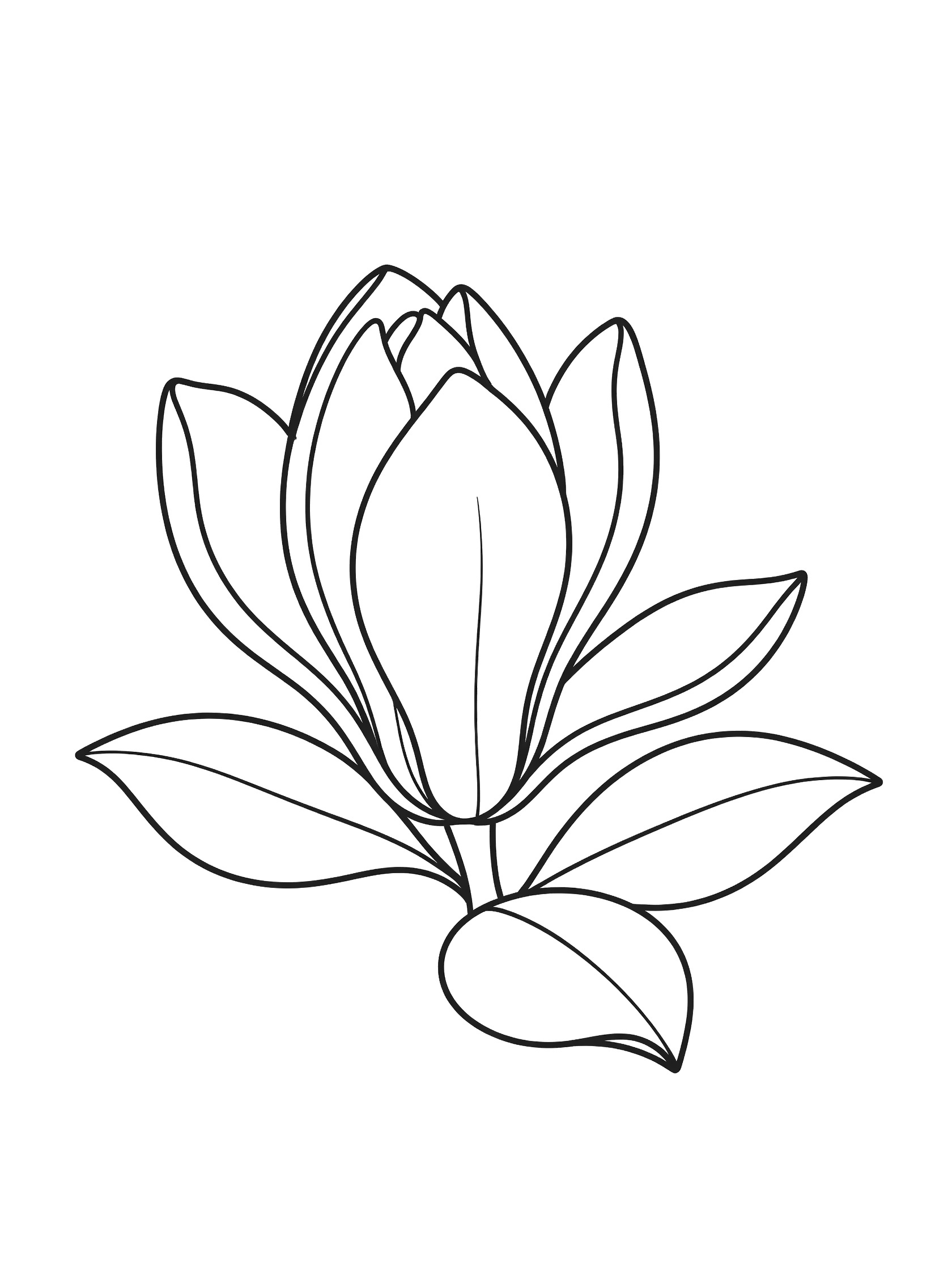 Black and white line drawing of a magnolia flower bud partially open, showing inner petals, outer petals, short stem, and curling leaves.