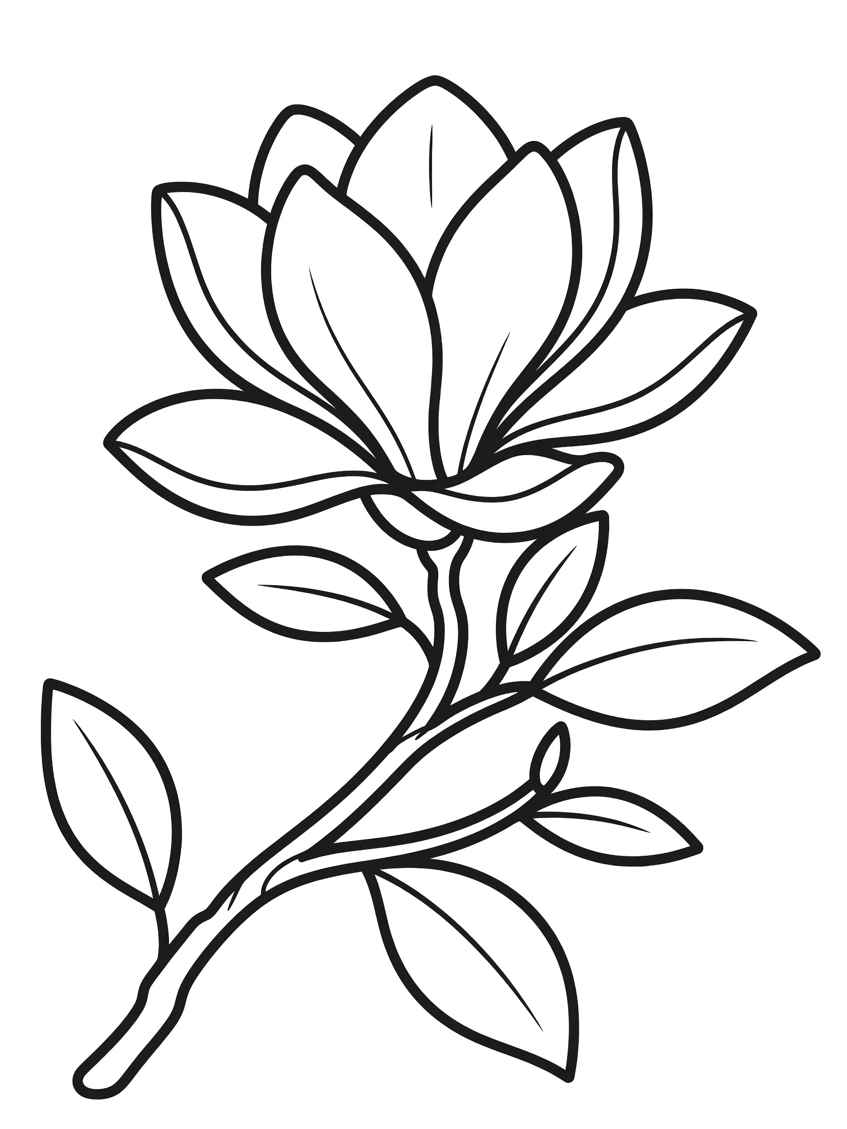 Black and white line drawing of a large magnolia flower blooming on a twisting branch with broad leaves, coloring book style.
