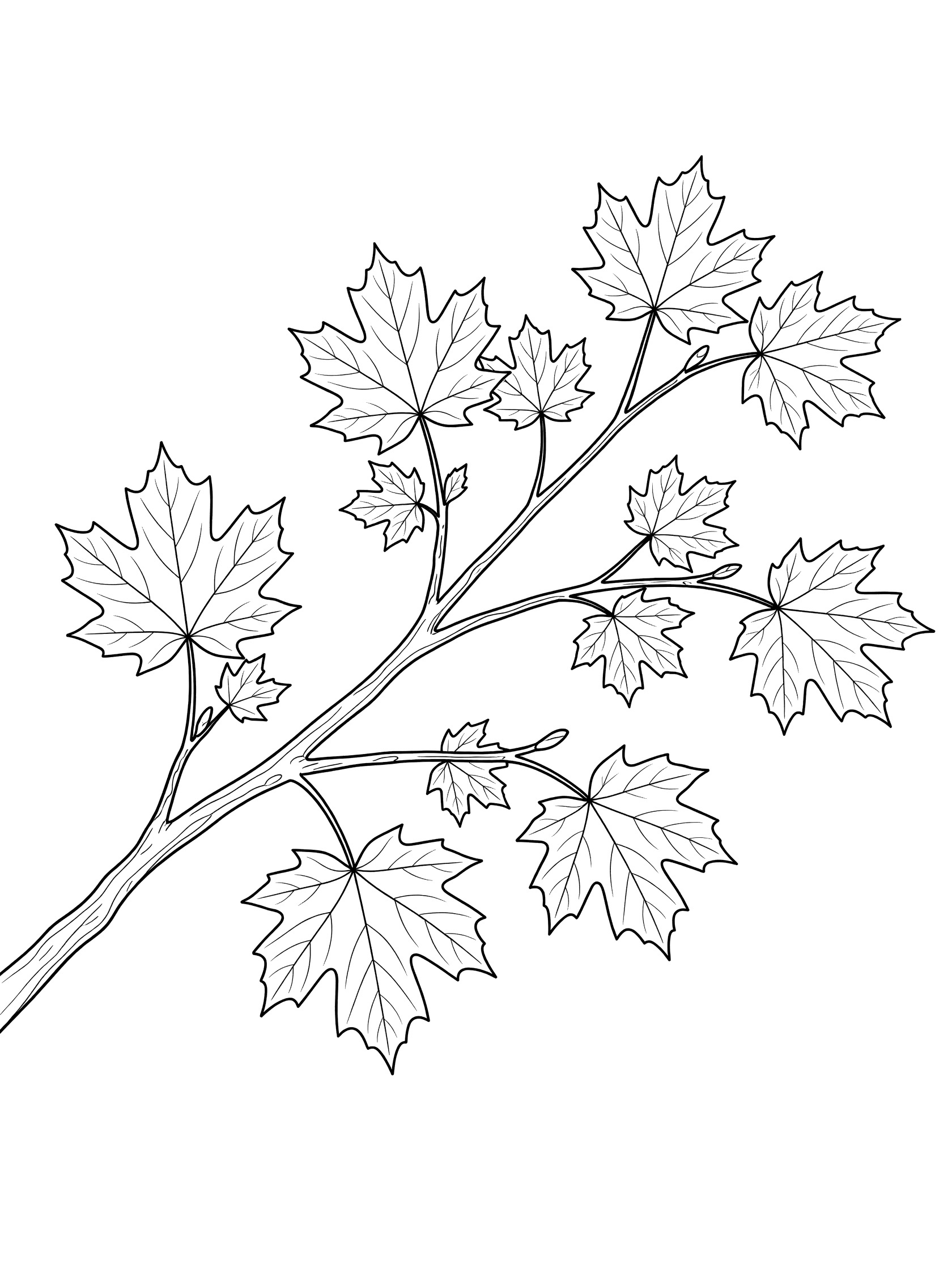 Black and white line drawing of a tree branch with several attached maple leaves of different sizes, detailed twigs, on white background.
