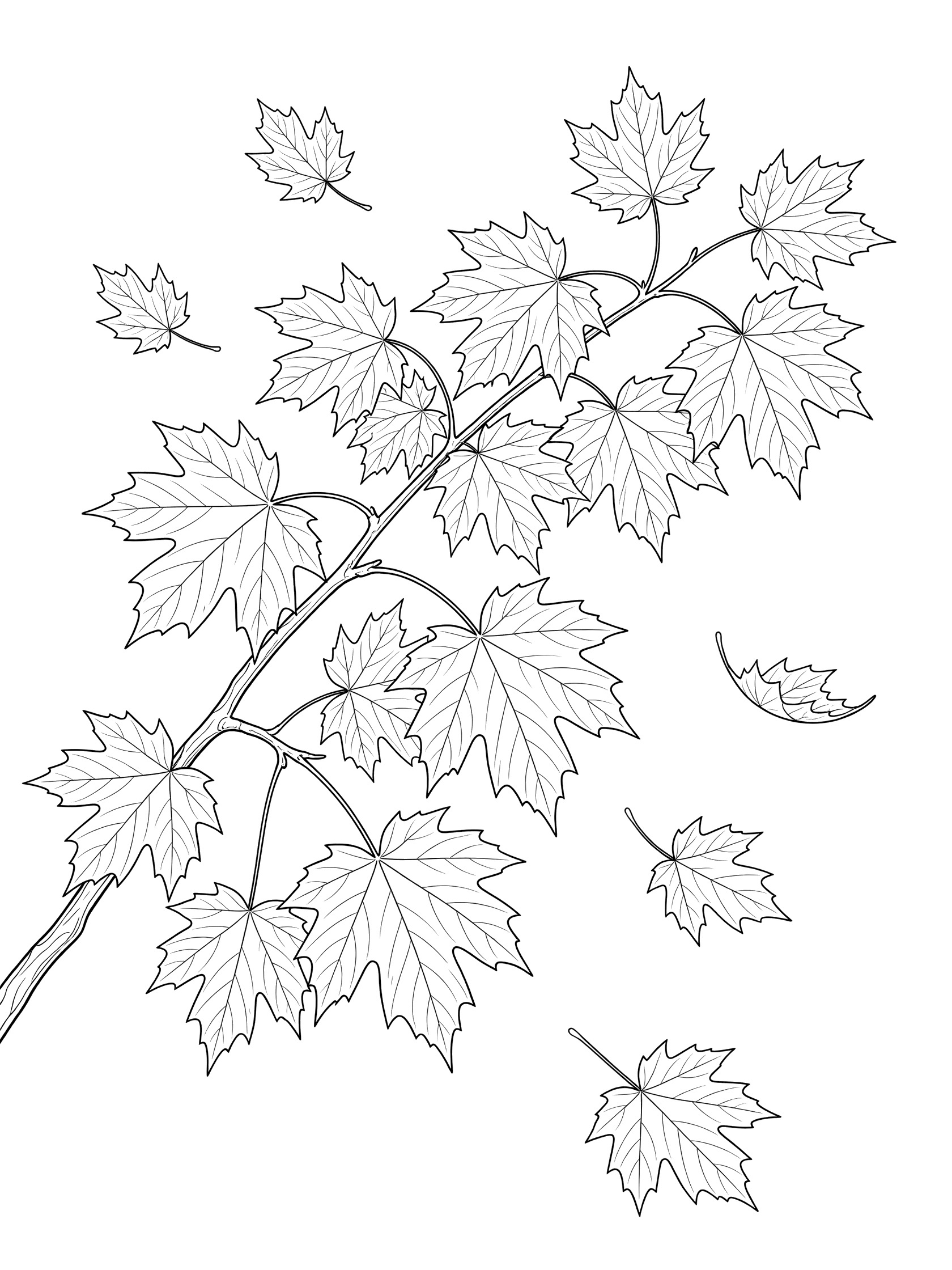 Detailed line art coloring page showing a cluster of maple leaves on a curving branch with some leaves drifting down, clean outlines on white background.