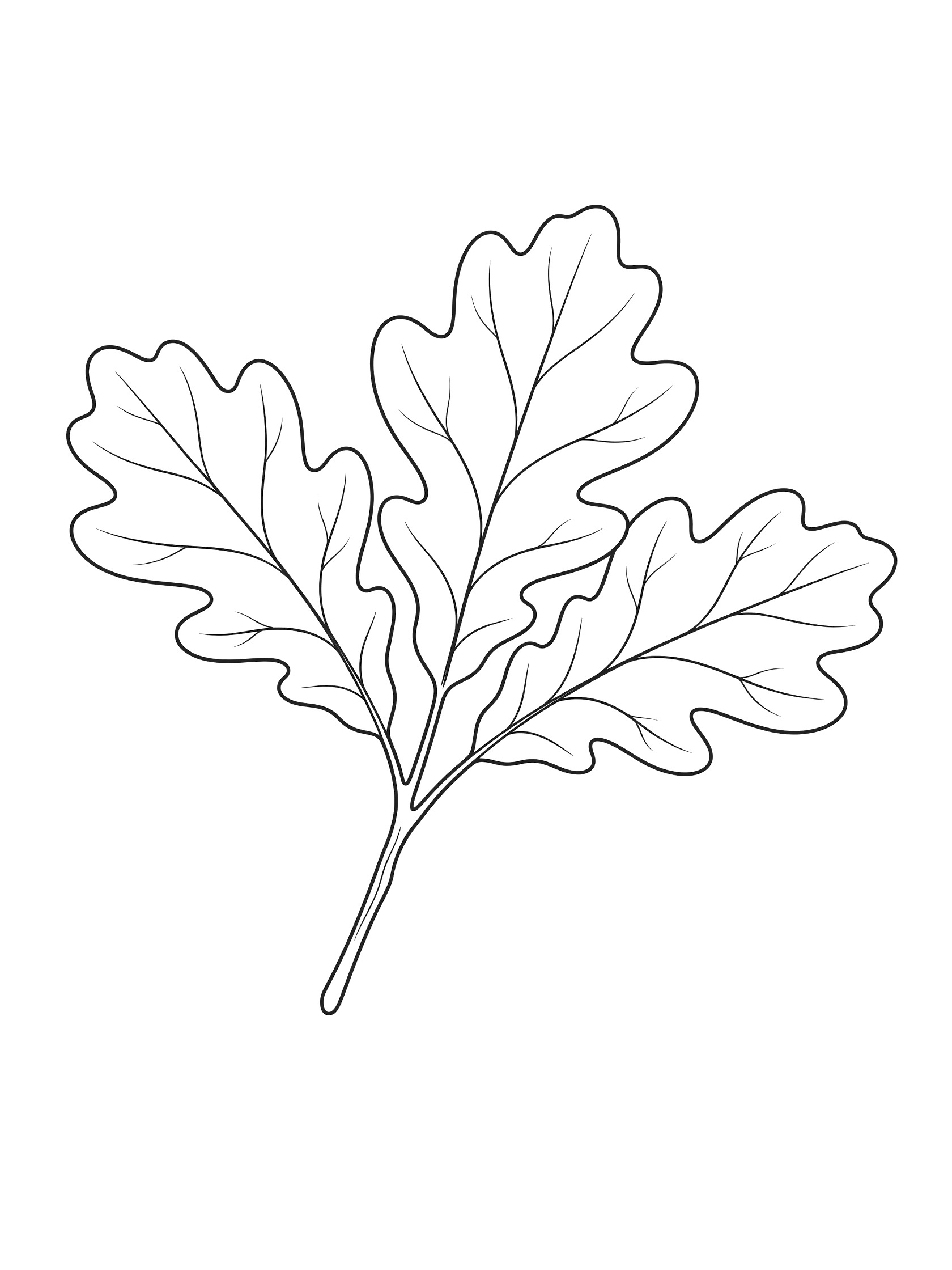 Black and white coloring page of three oak leaves spreading from a twig with detailed veins and smooth curves on a white background. Oak Leaf themed black and white printable line art
