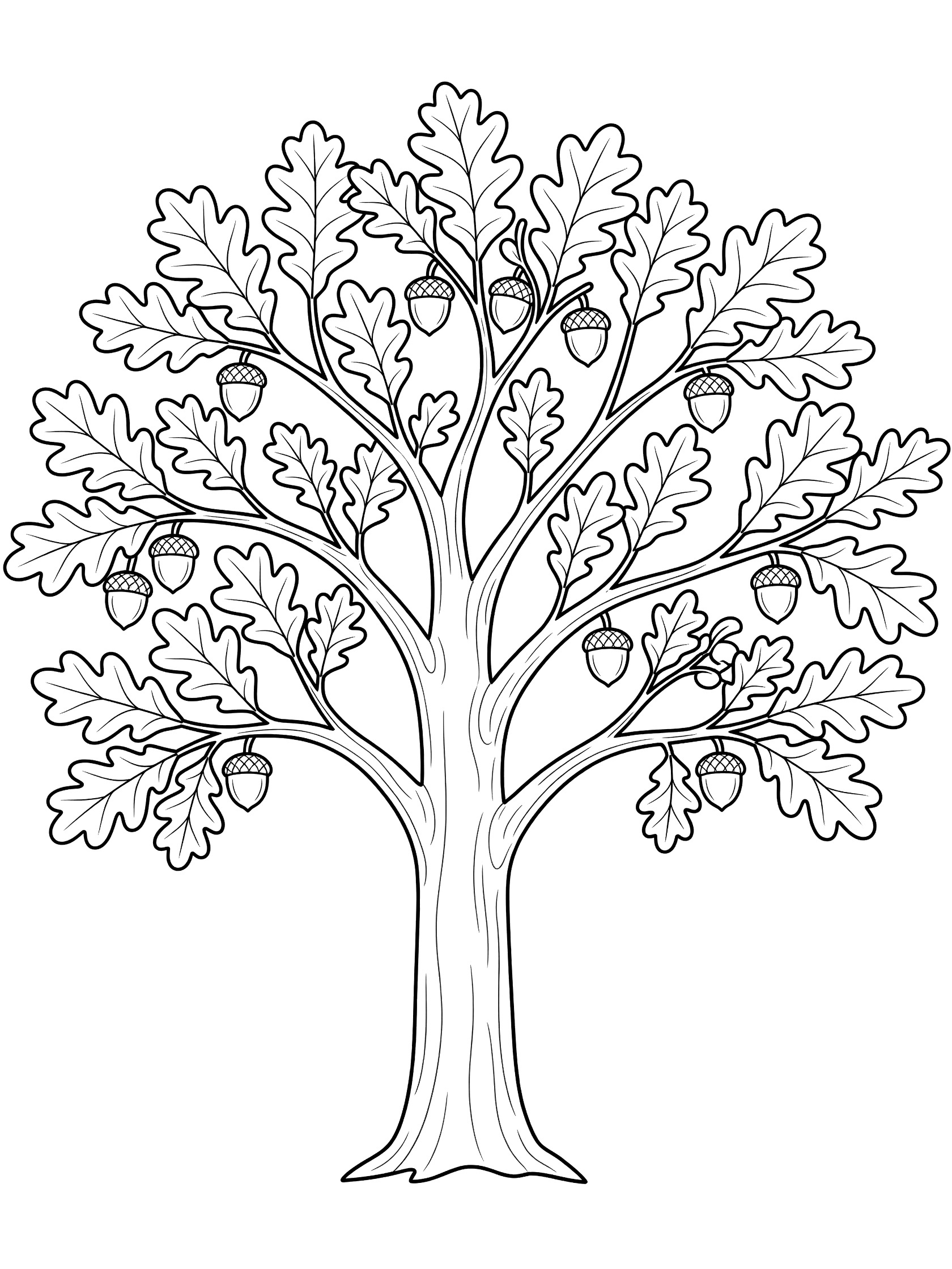 Black and white line art coloring page of a single tall oak tree with wide spreading branches, lobed leaves and hanging acorns.
