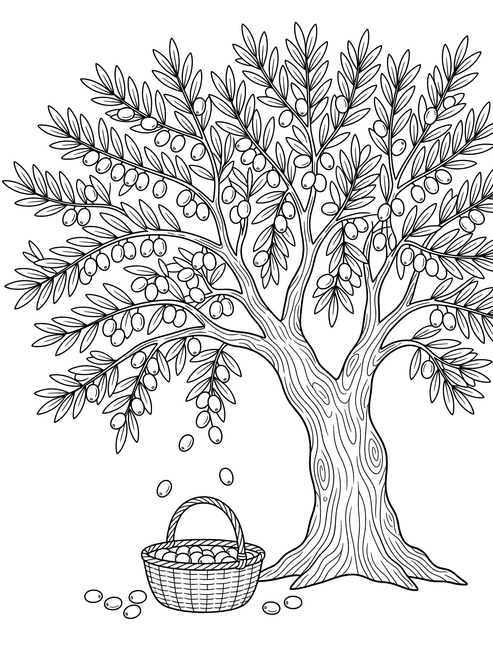 Black and white line art coloring page showing a detailed olive tree with heavy branches of olives, falling olives, and a woven basket below on a white background.