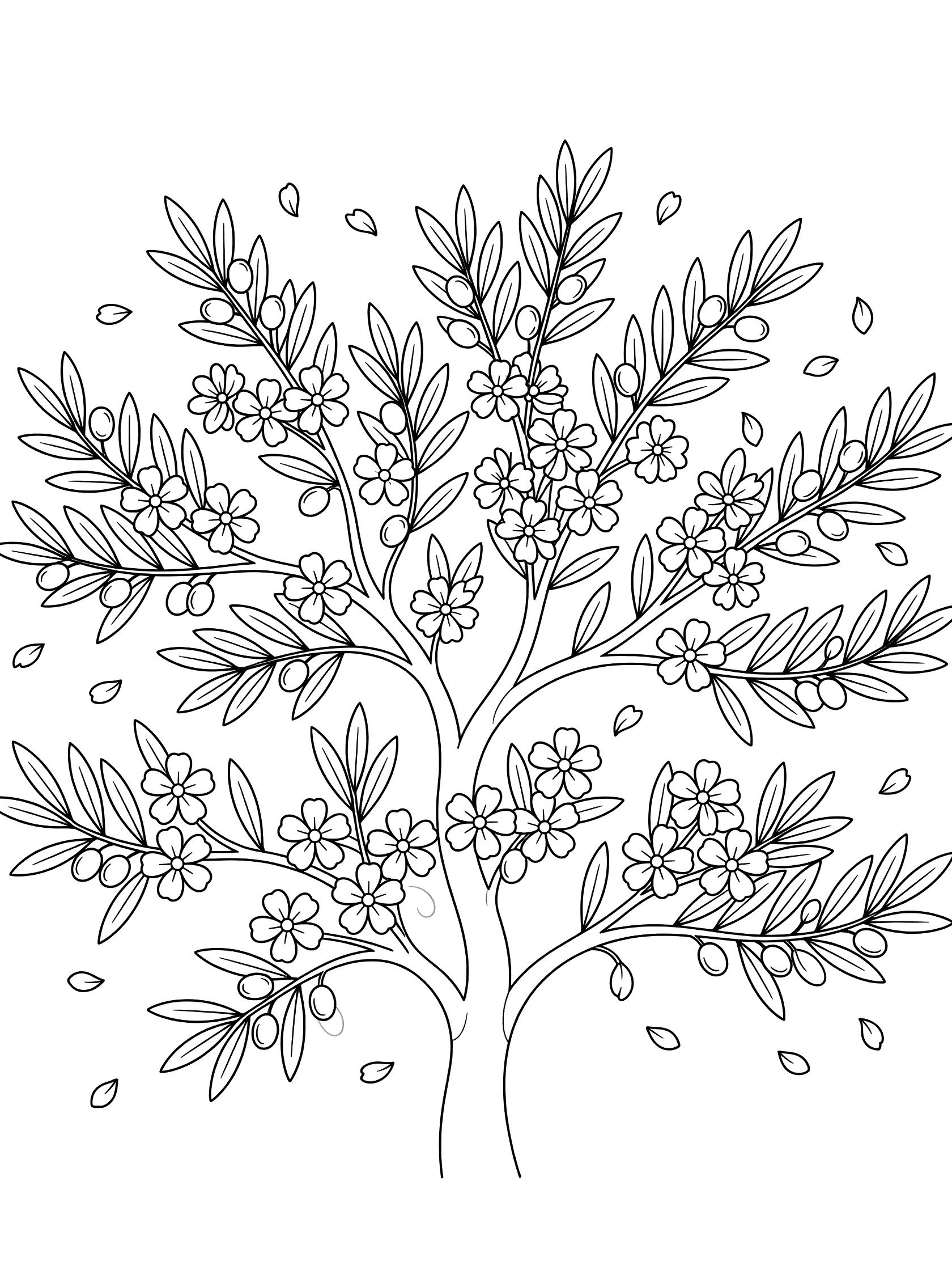 Black and white line art of a blooming olive tree with simple flowers, narrow leaves, small olives, and scattered petals on branches.