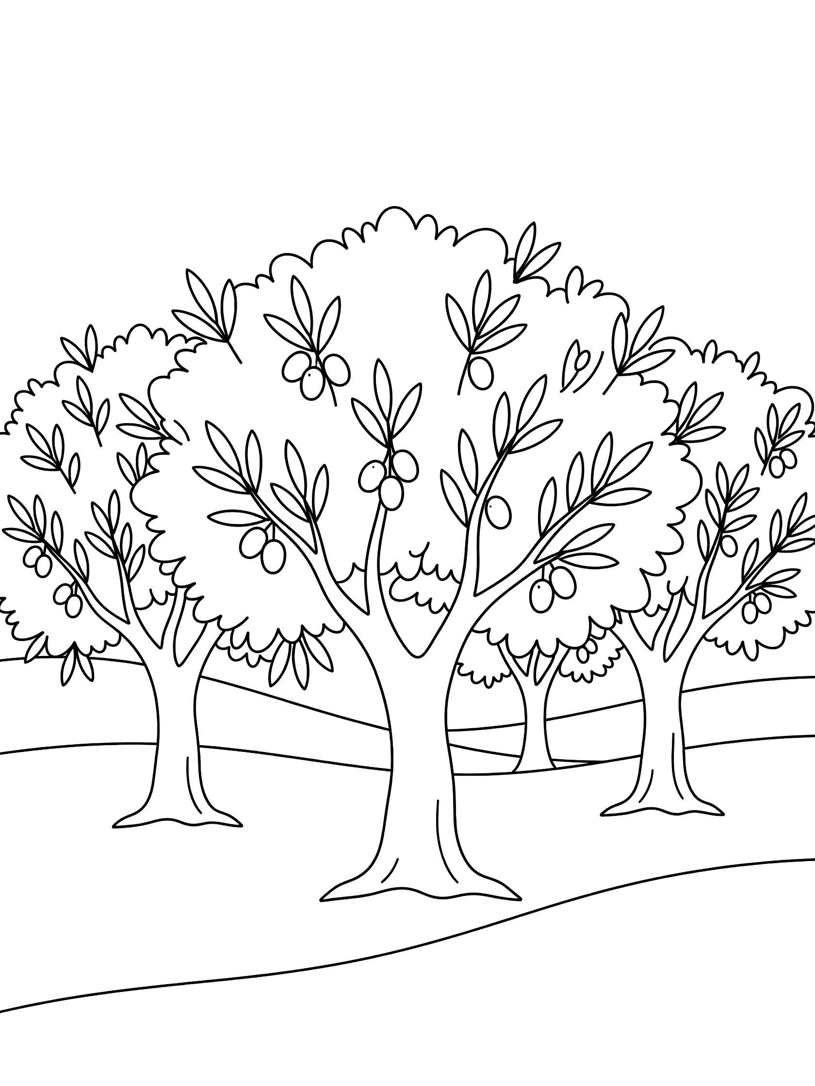 Black and white line art coloring page of four olive trees with fluffy leaves, bunches of olives, and gentle hills in a grove