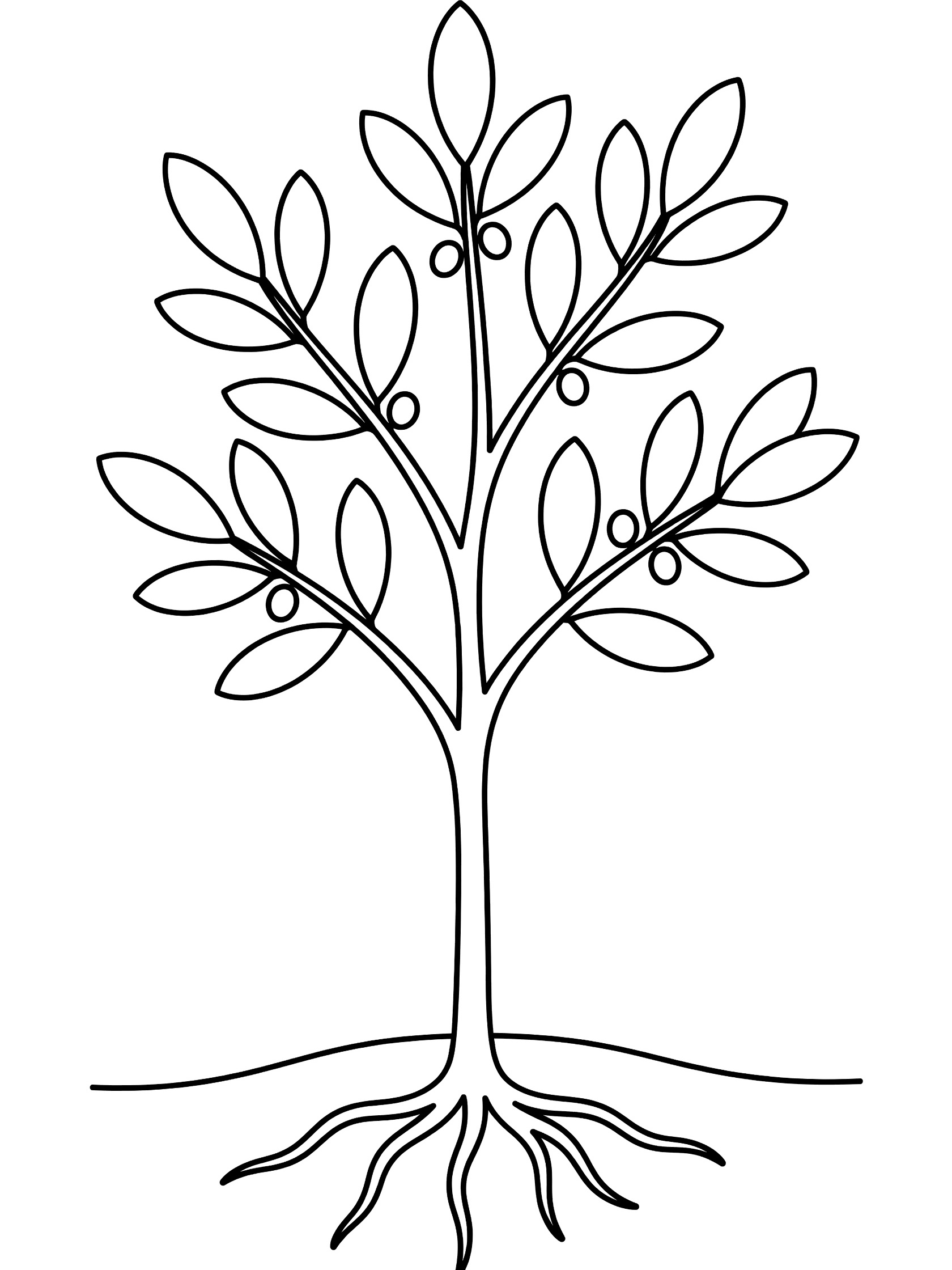 Black and white line art coloring page showing a straight young olive tree sapling with simple oval leaves, small round olives on branches, thin trunk, roots in soil, pure white background.