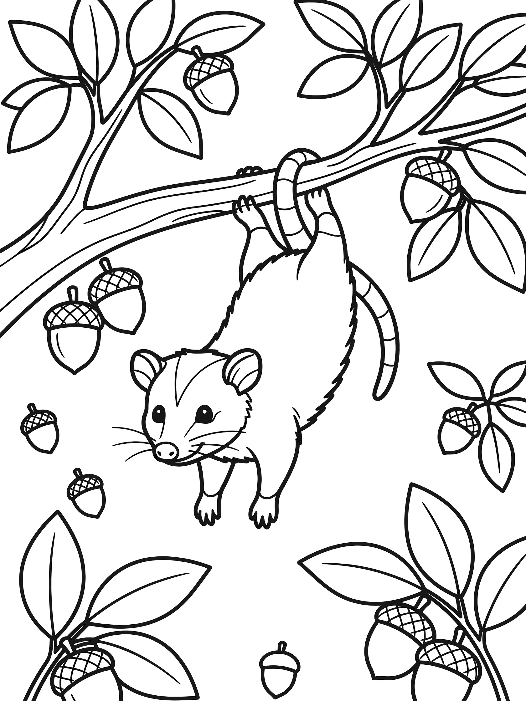 Black and white line art coloring page showing a cute opossum hanging upside down by its tail from a tree branch surrounded by leaves and acorns.