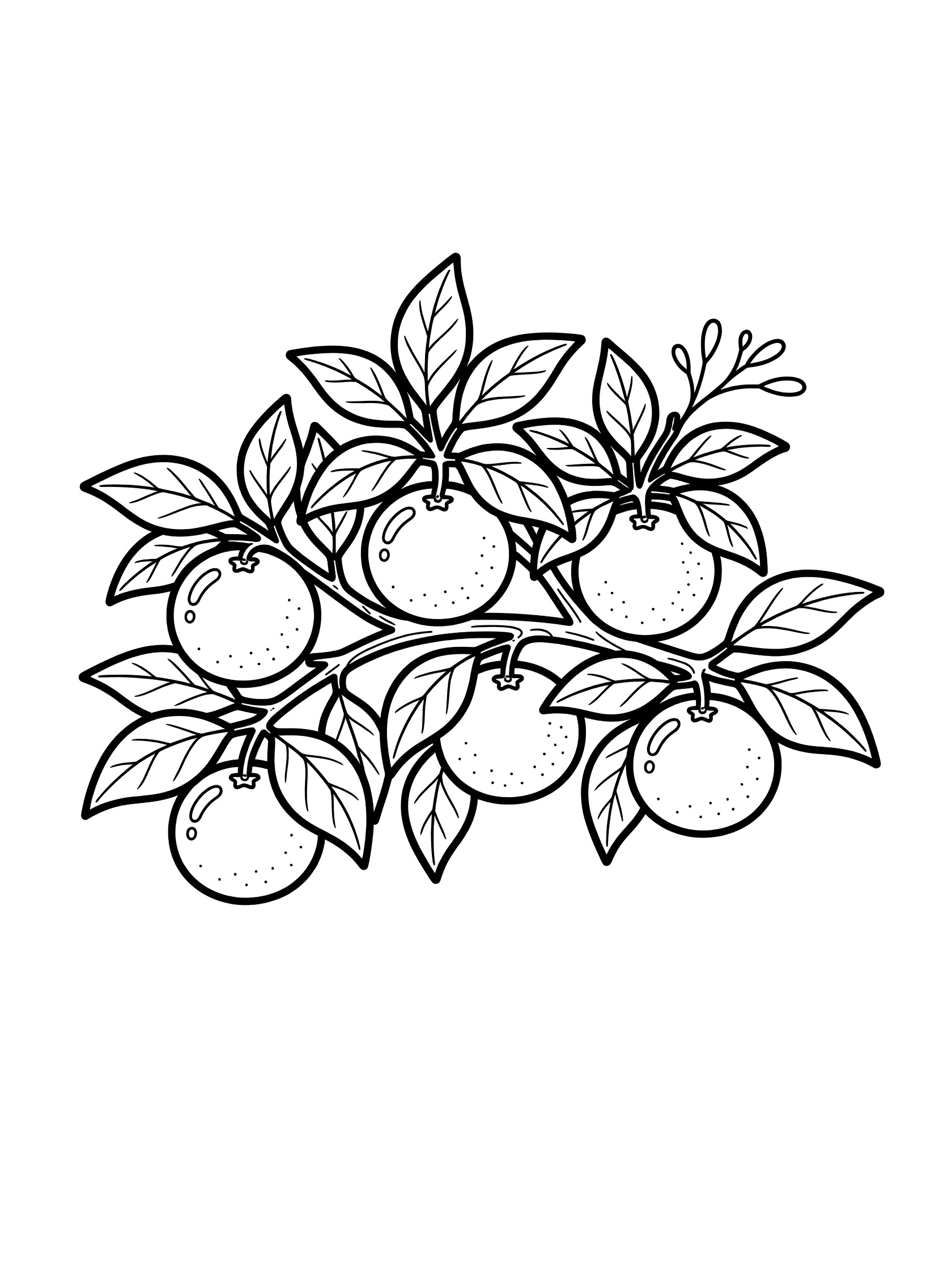 Black and white line art coloring page showing a tree branch with round oranges and detailed leaves